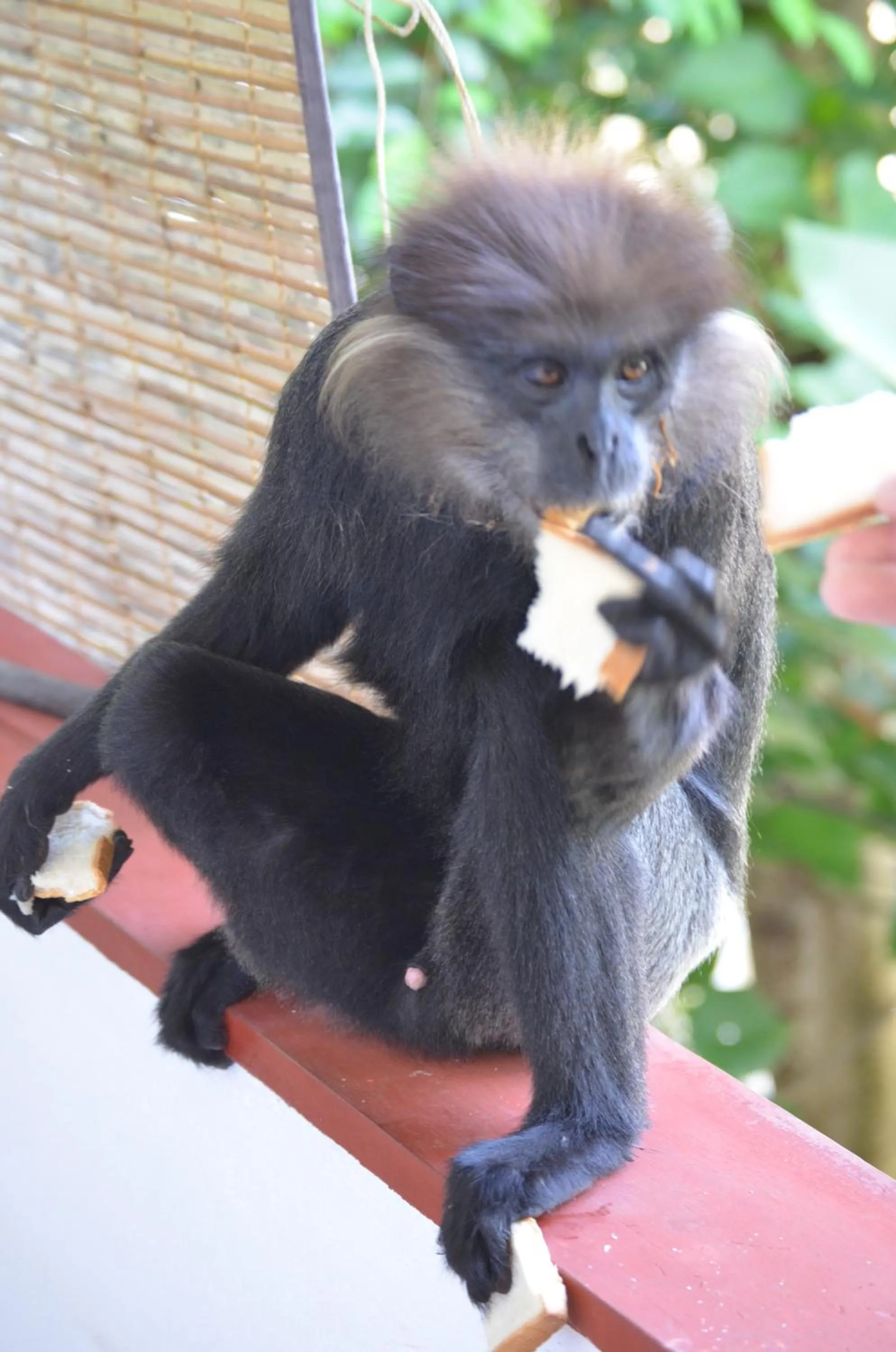 Animals in Hansa Villa