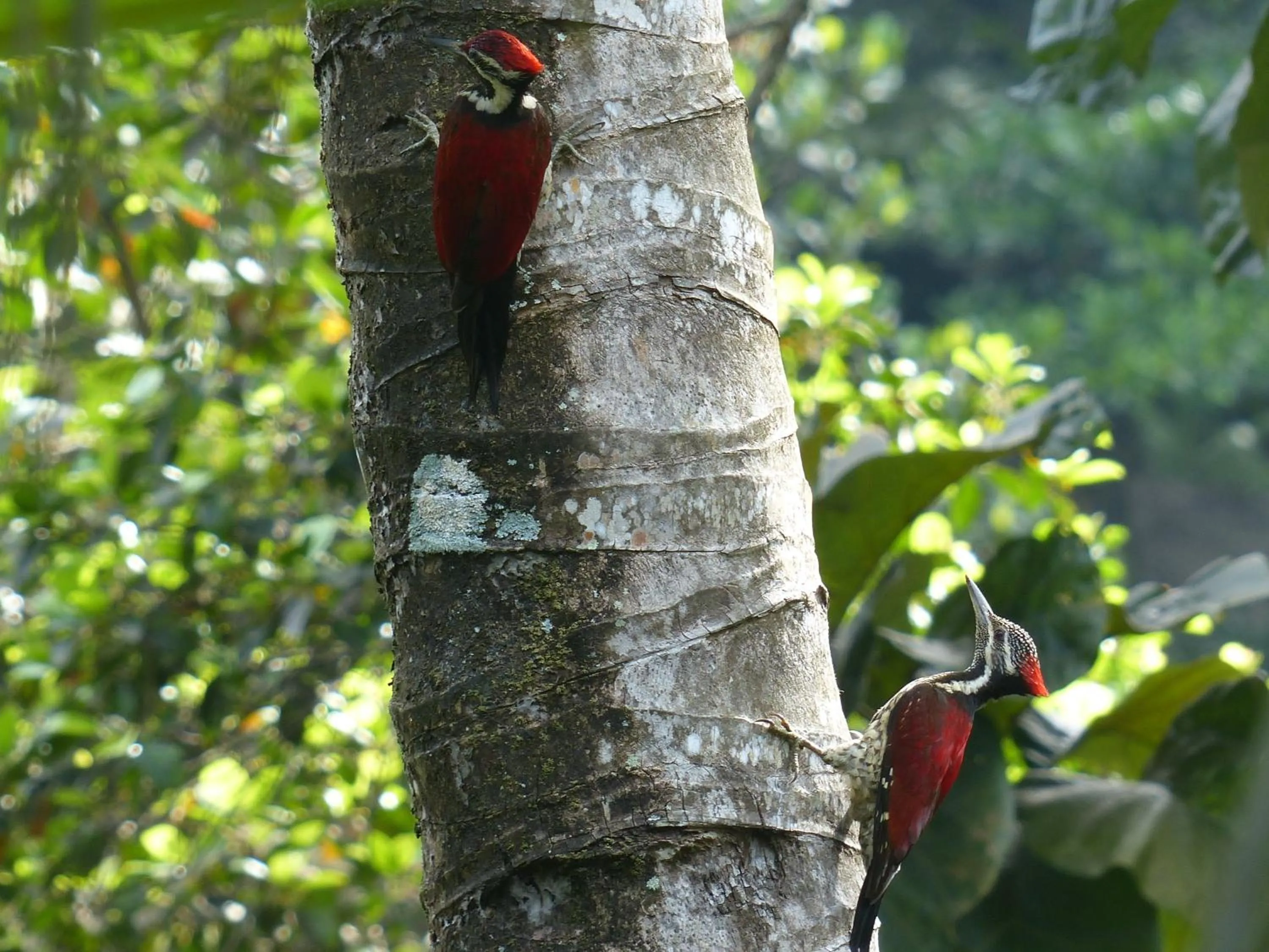 Animals in Hansa Villa