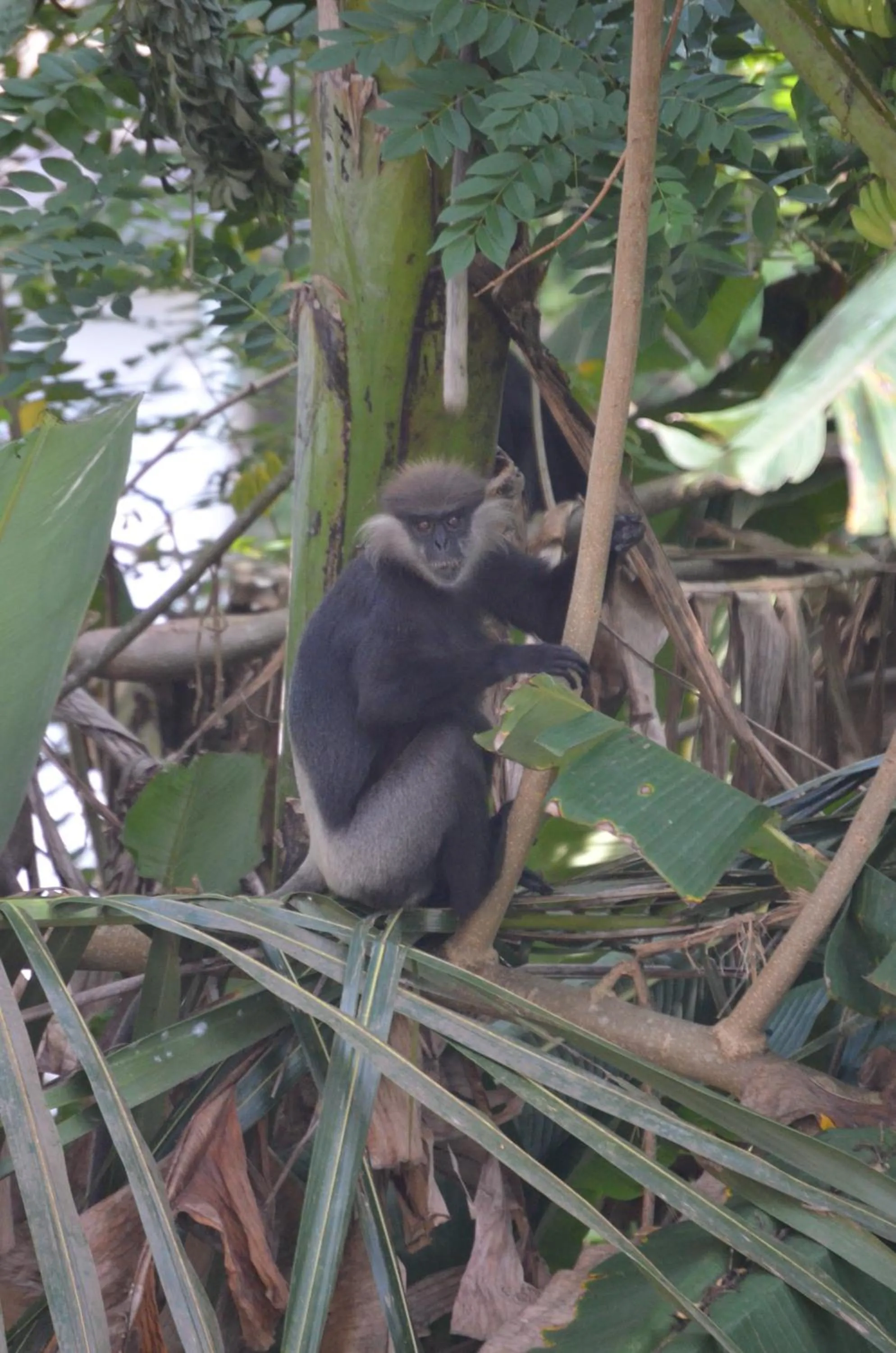 Animals in Hansa Villa