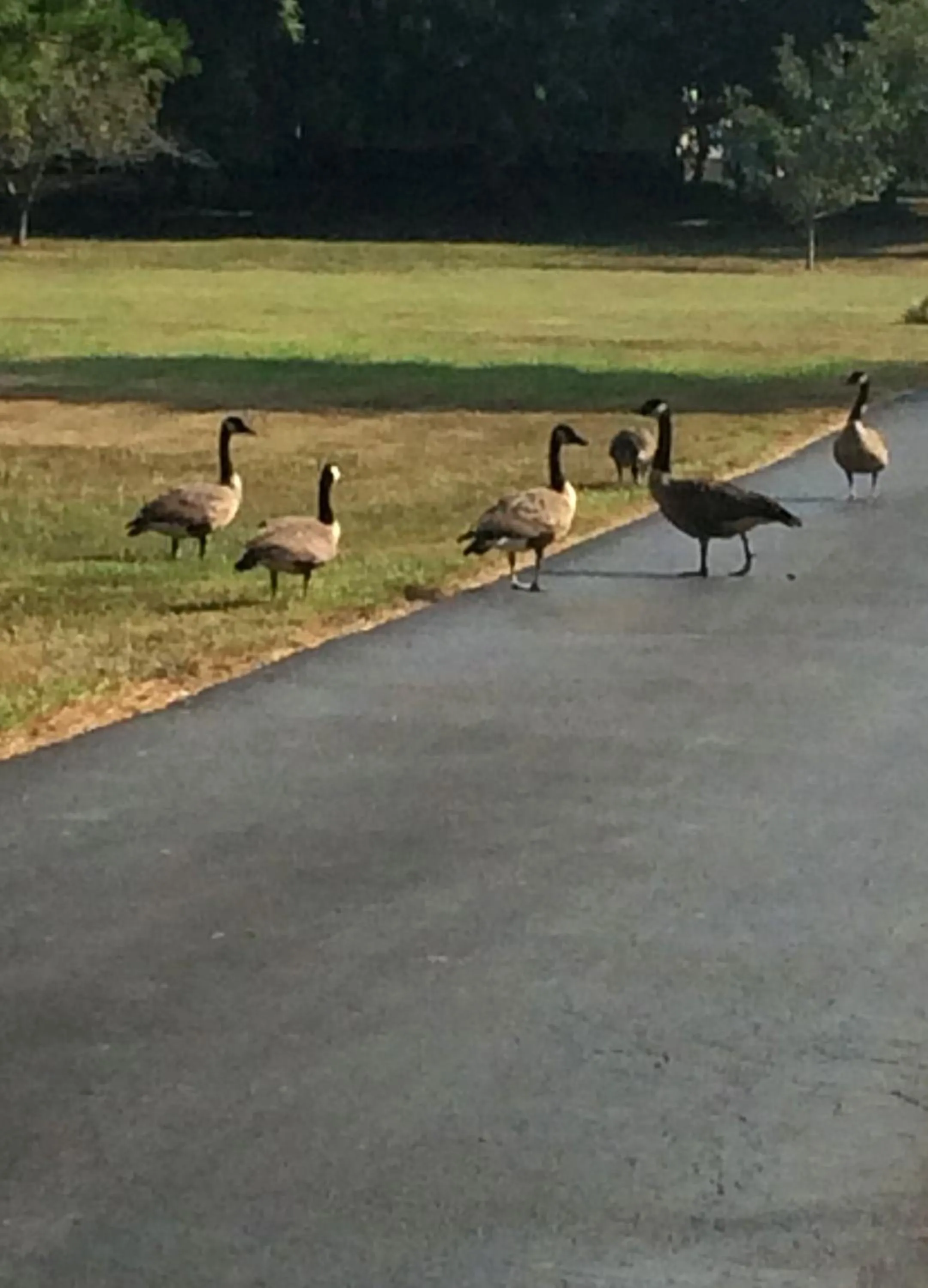 Animals in Brenda Lee History 2BR Villa Pool Hot Tub
