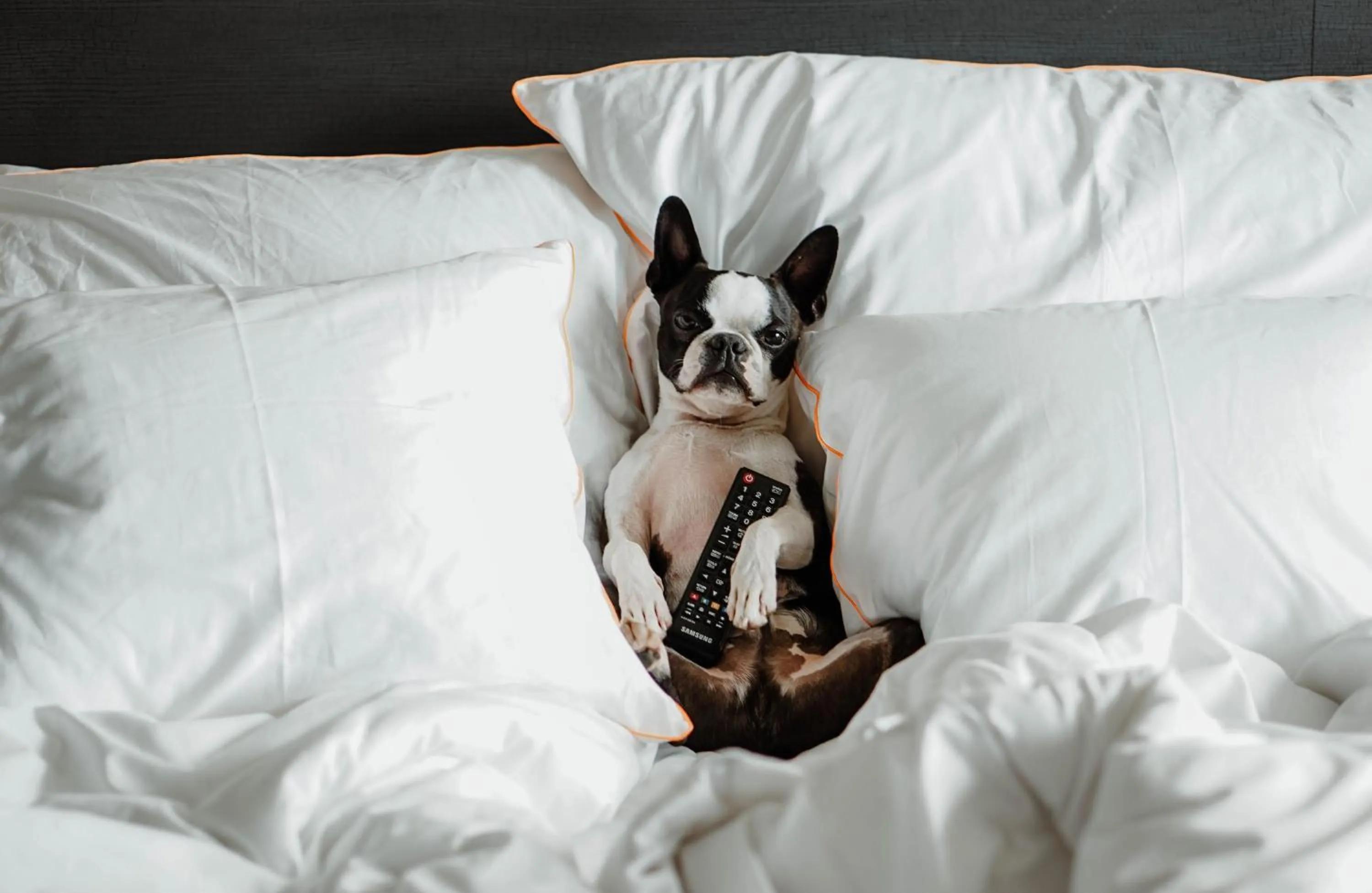 Pets, Bed in Frösö Park Hotel