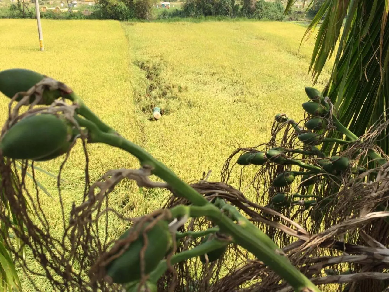Garden view in Do River Homestay