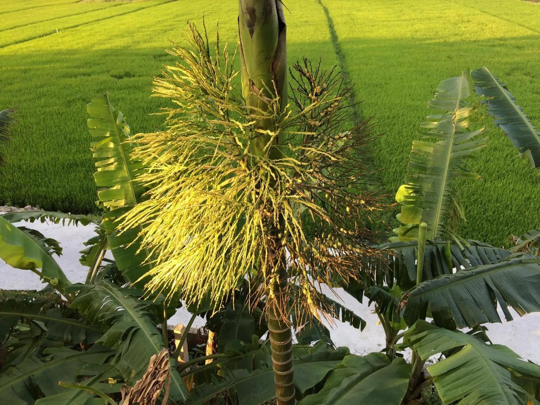 Garden view in Do River Homestay