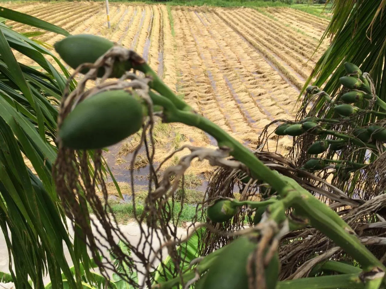 Garden view in Do River Homestay