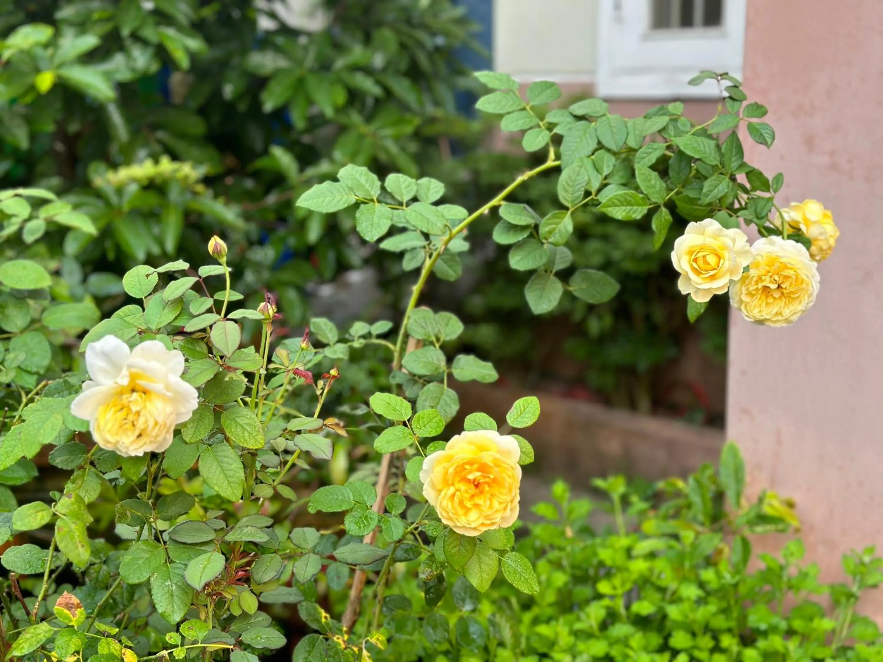 Garden view in Do River Homestay