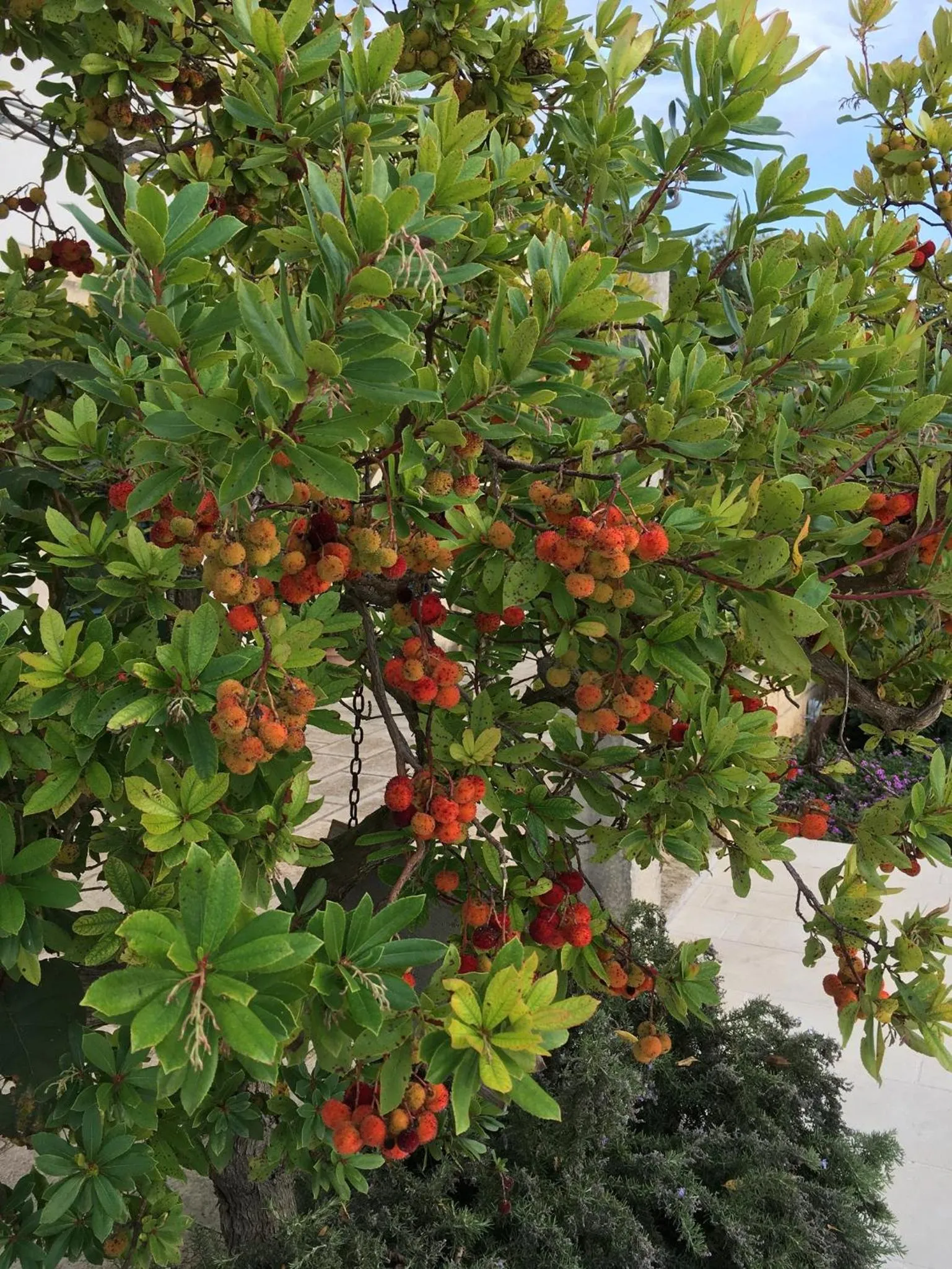 Autumn in Corte dei Salentini