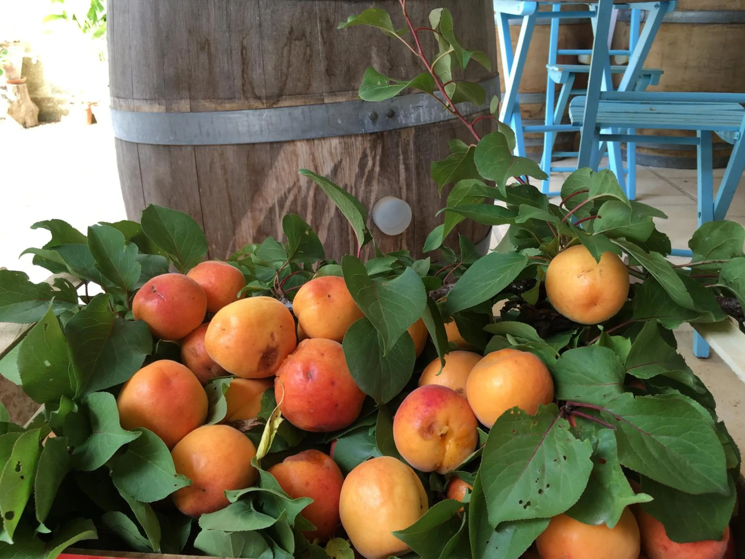 Food and drinks in Corte dei Salentini