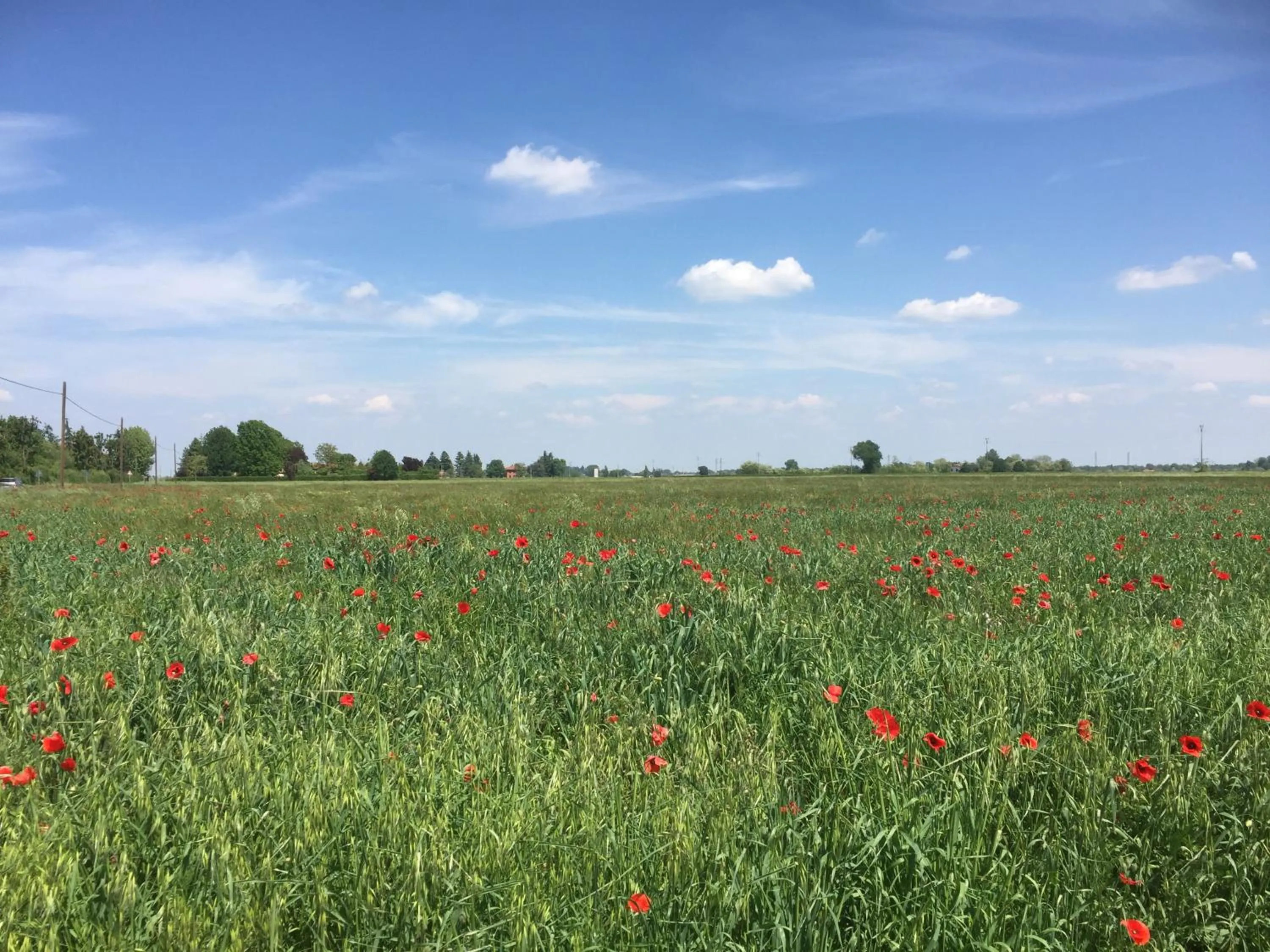 Spring in B&B San Giorgio