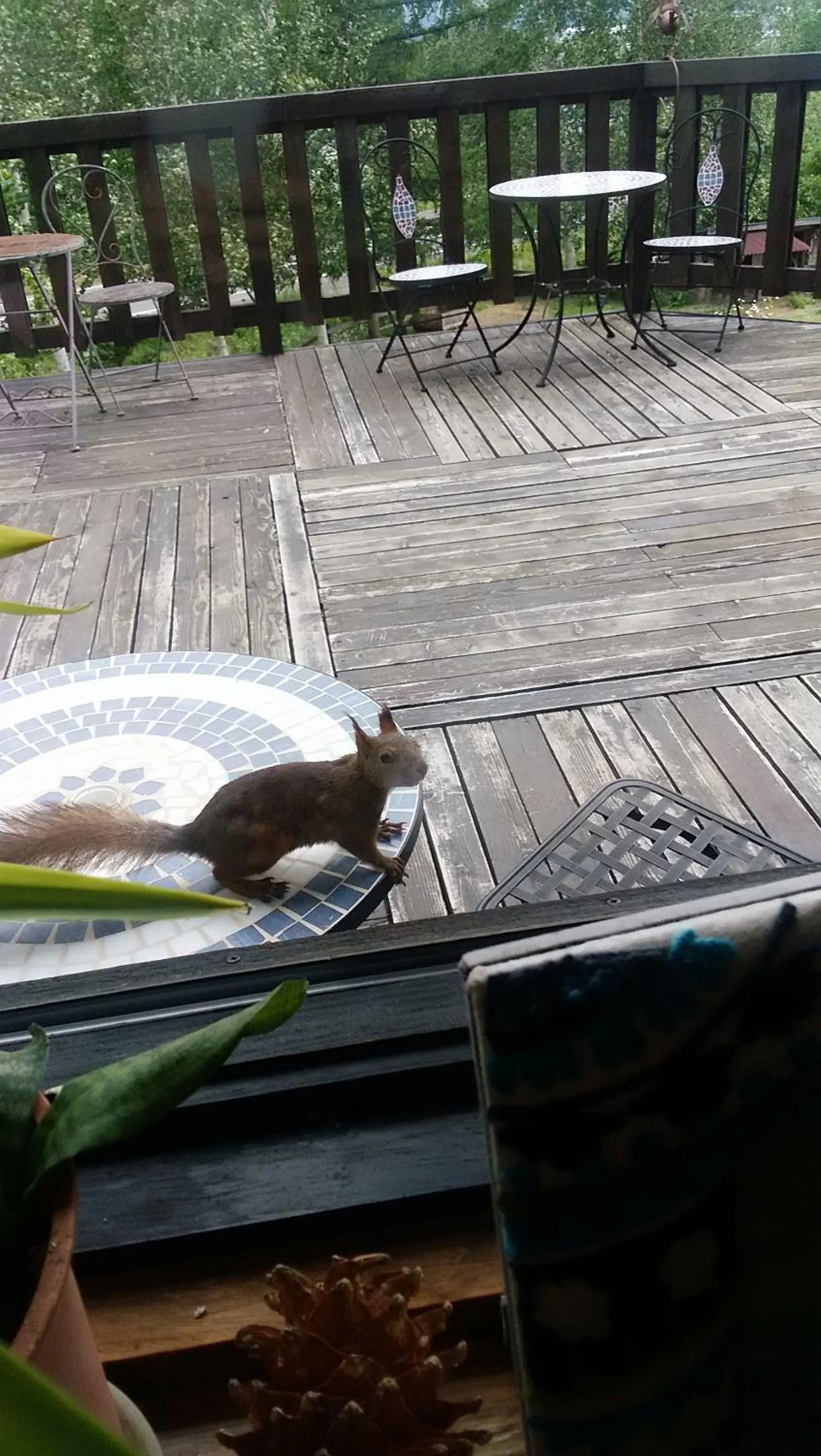 Animals in Pension Raclette