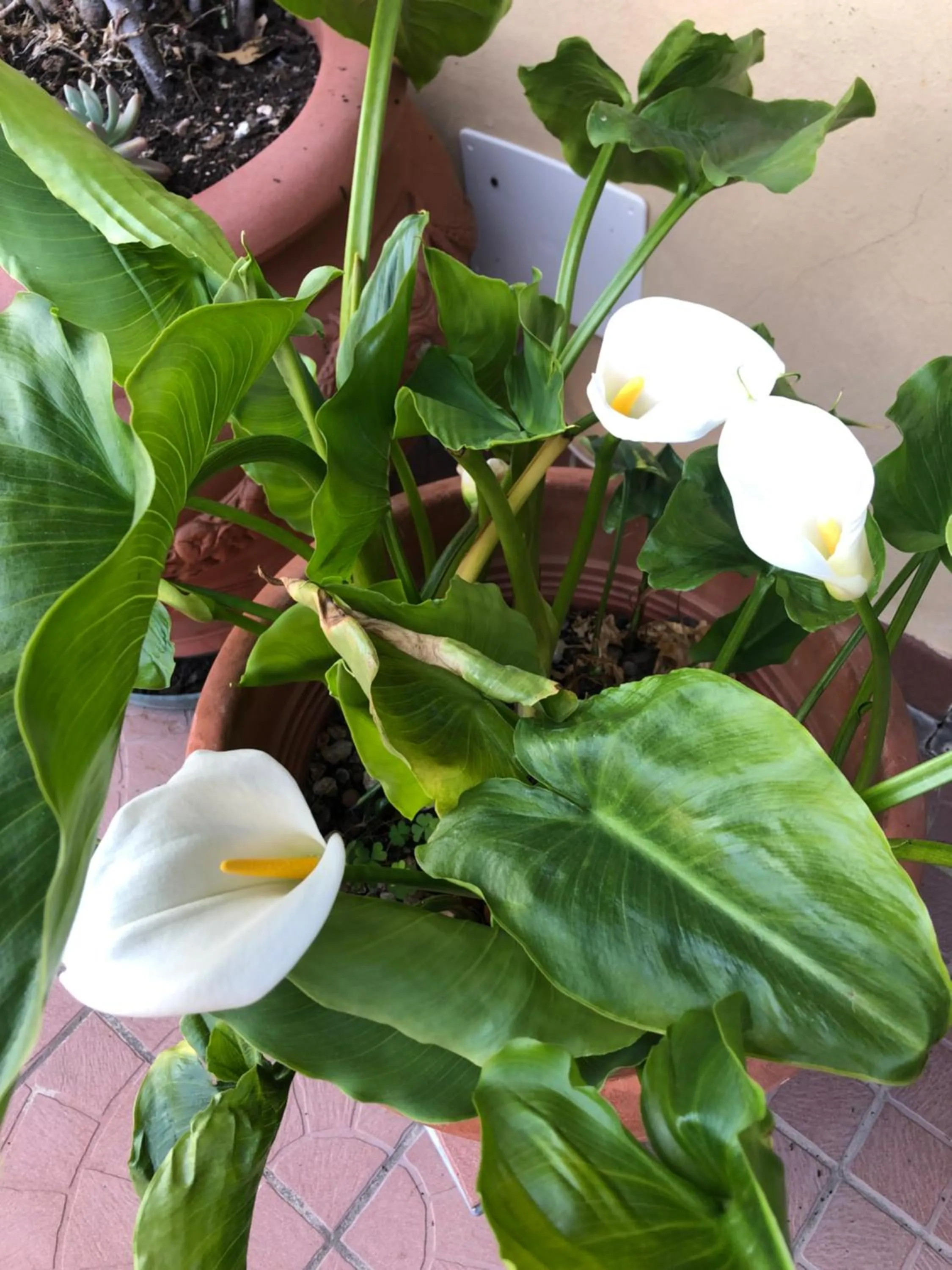 La Terrazza Appartamento turisctico Agata