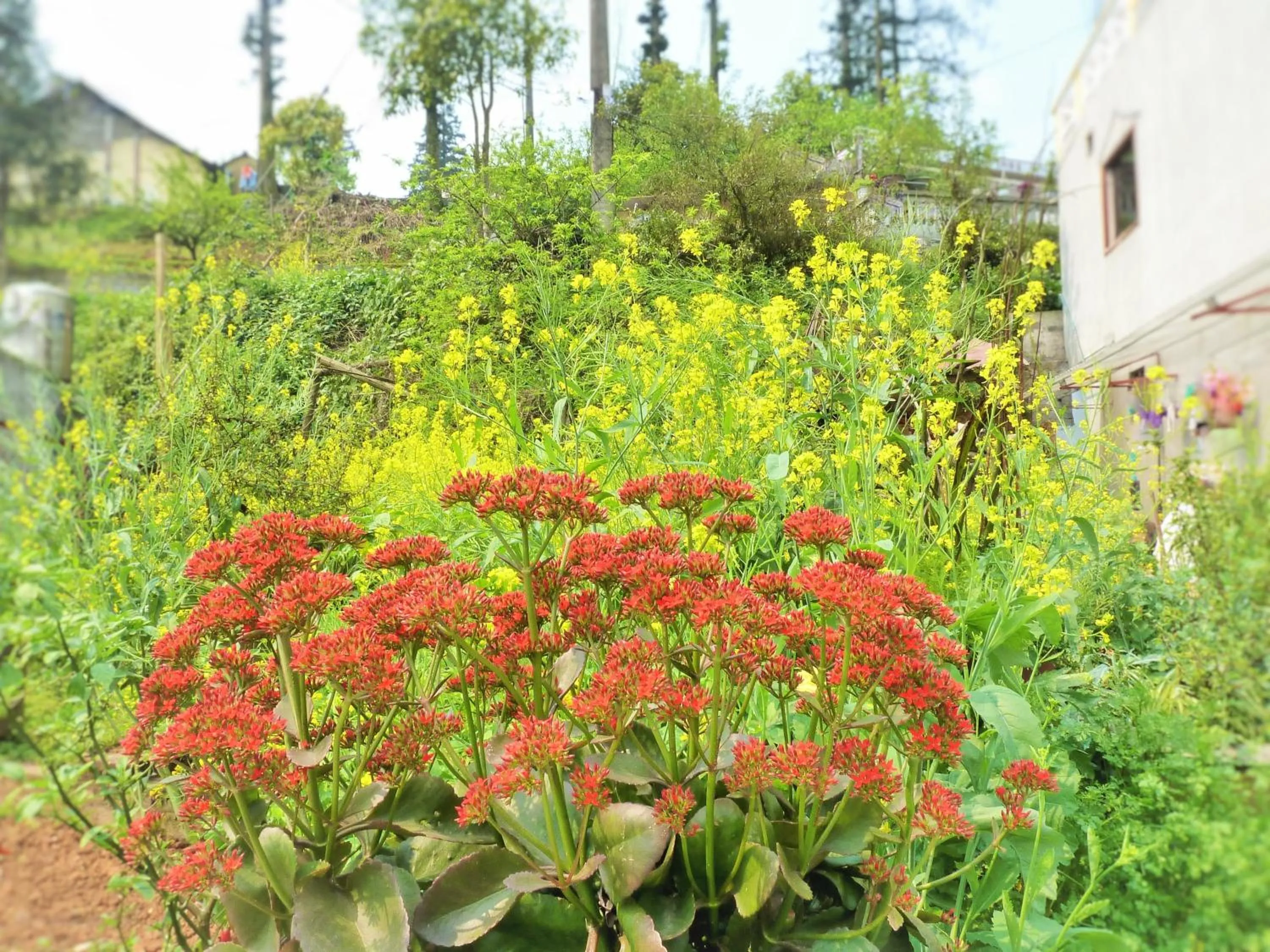 Garden in Sapa Local House
