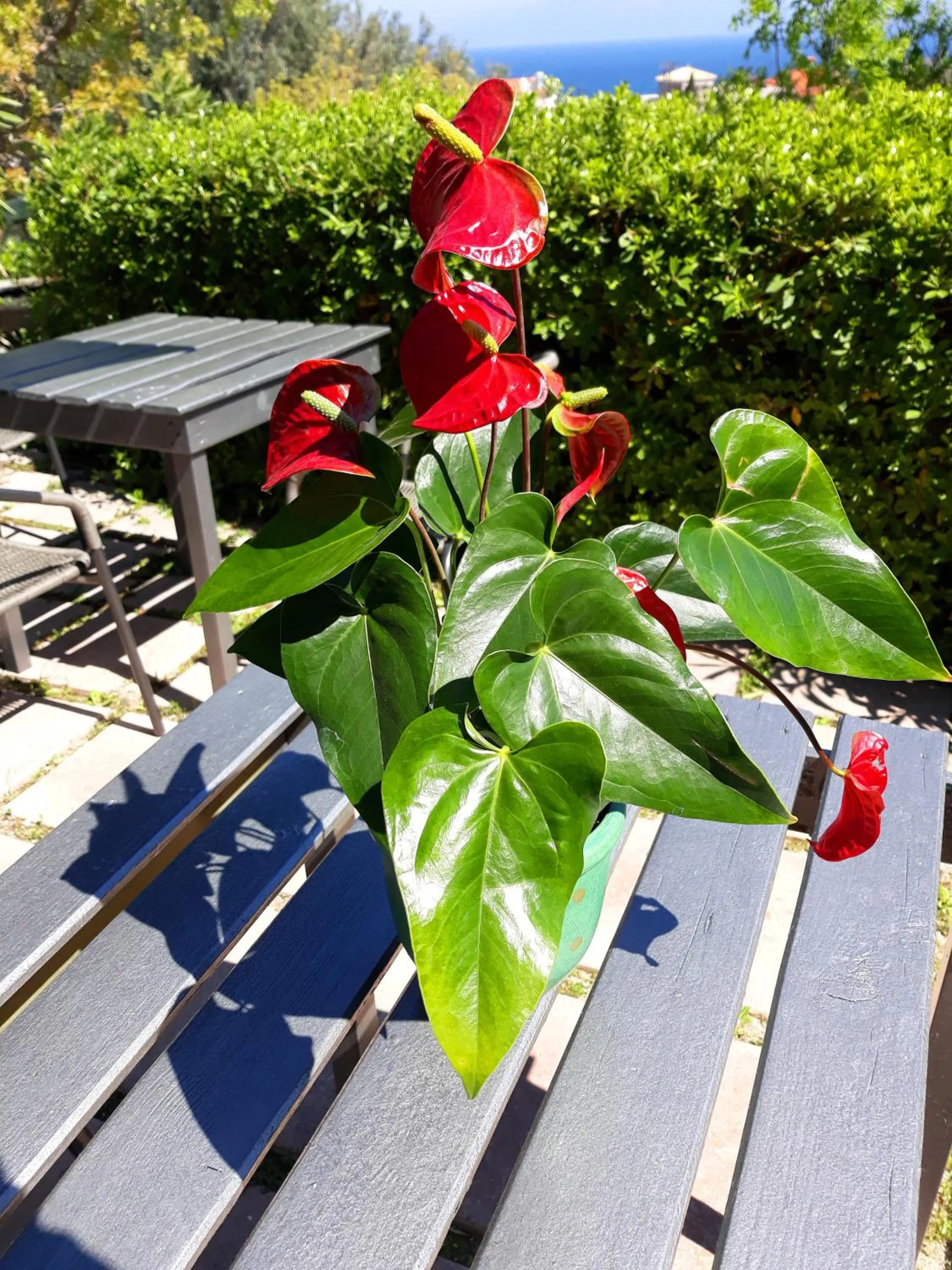 Garden in Point Twins Apartments