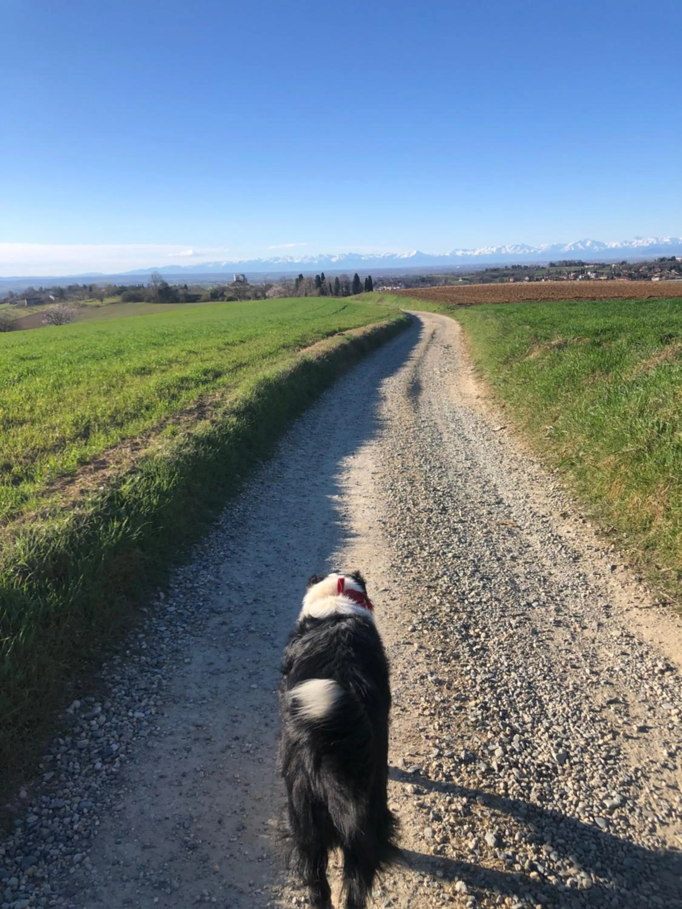 Pets in B&B Puntodivista