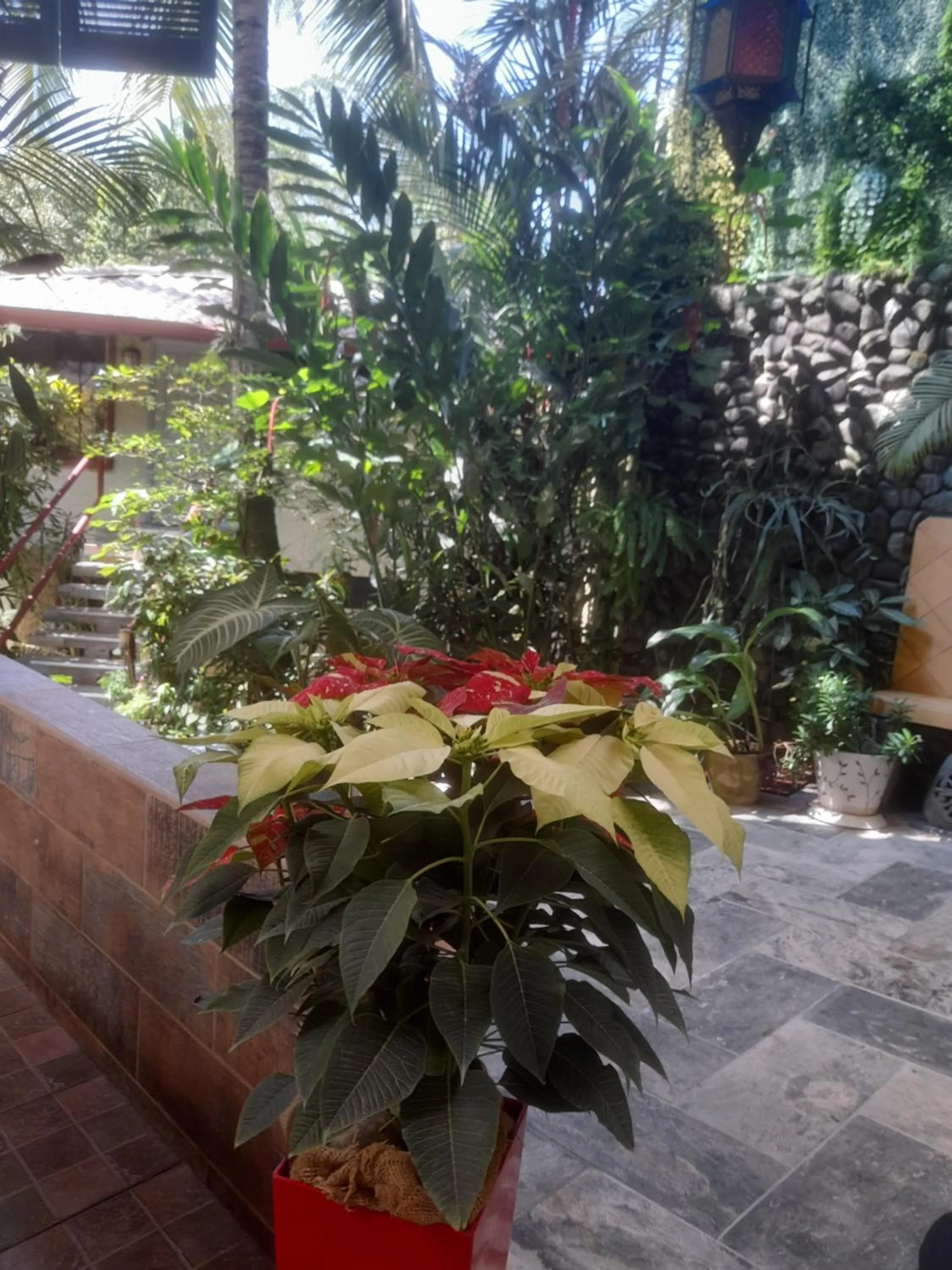 Garden in Coyaba Tropical Elegant Adult Guesthouse