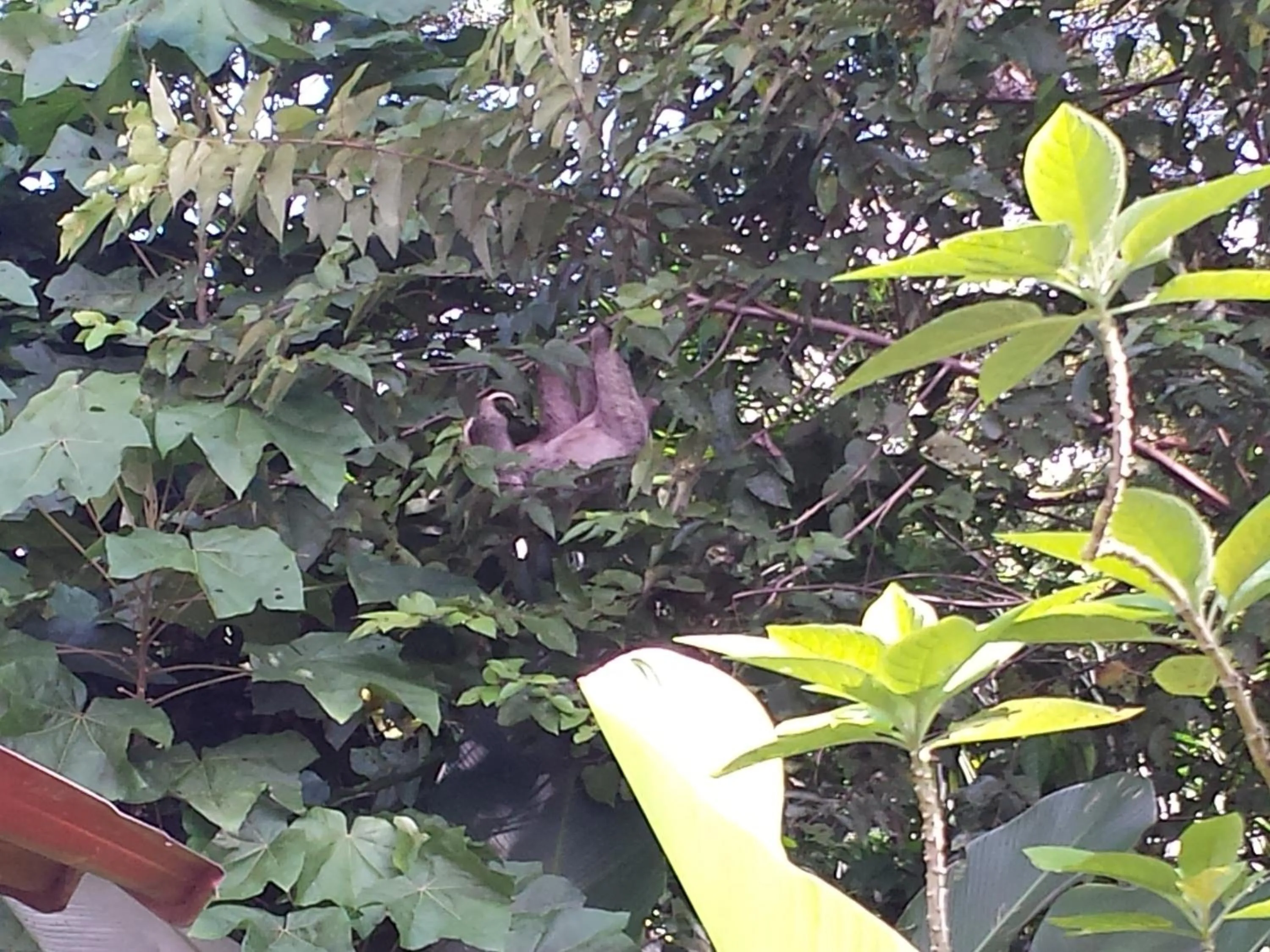 Animals in Coyaba Tropical Elegant Adult Guesthouse