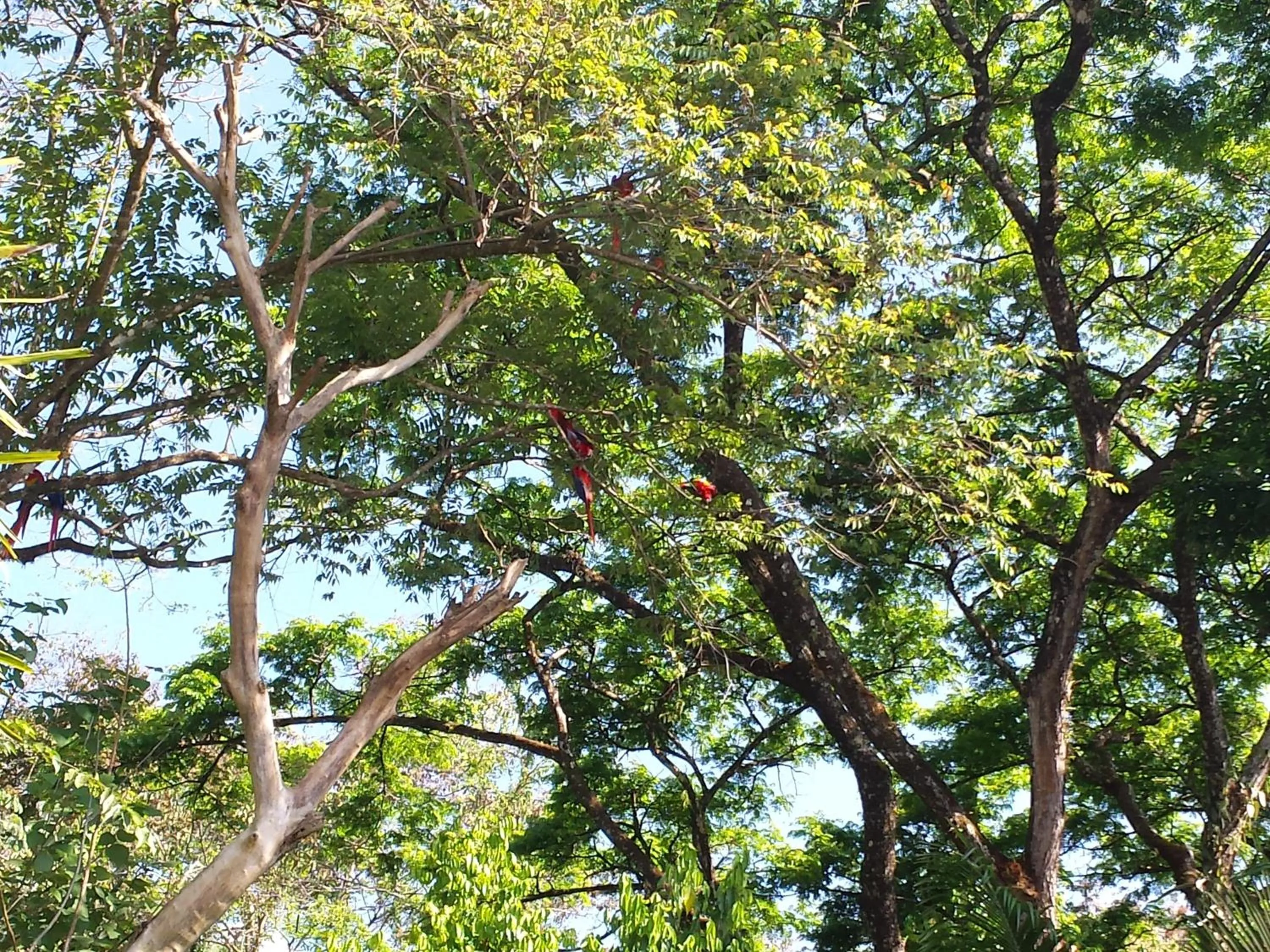 Animals in Coyaba Tropical Elegant Adult Guesthouse