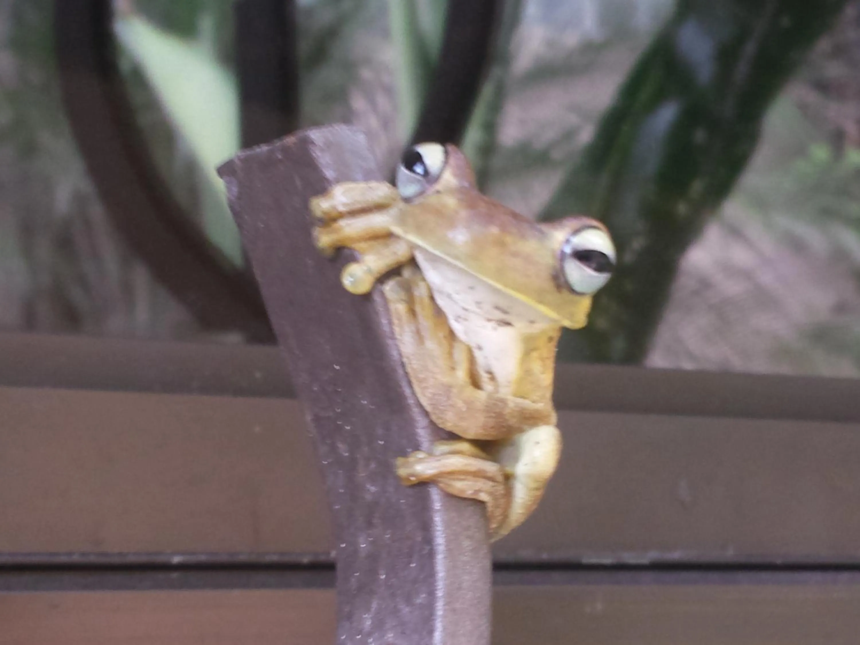 Other in Coyaba Tropical Elegant Adult Guesthouse