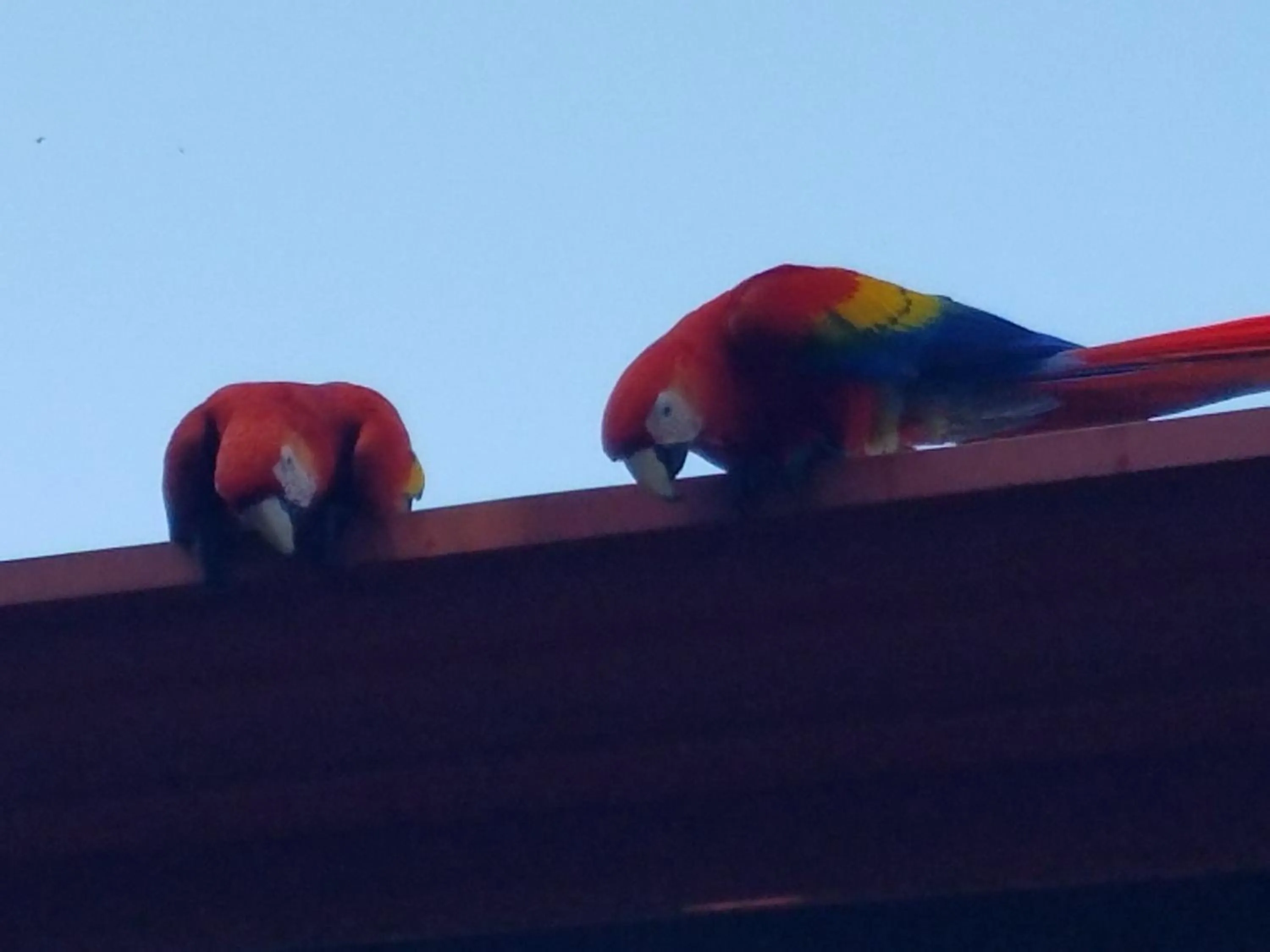 Animals in Coyaba Tropical Elegant Adult Guesthouse