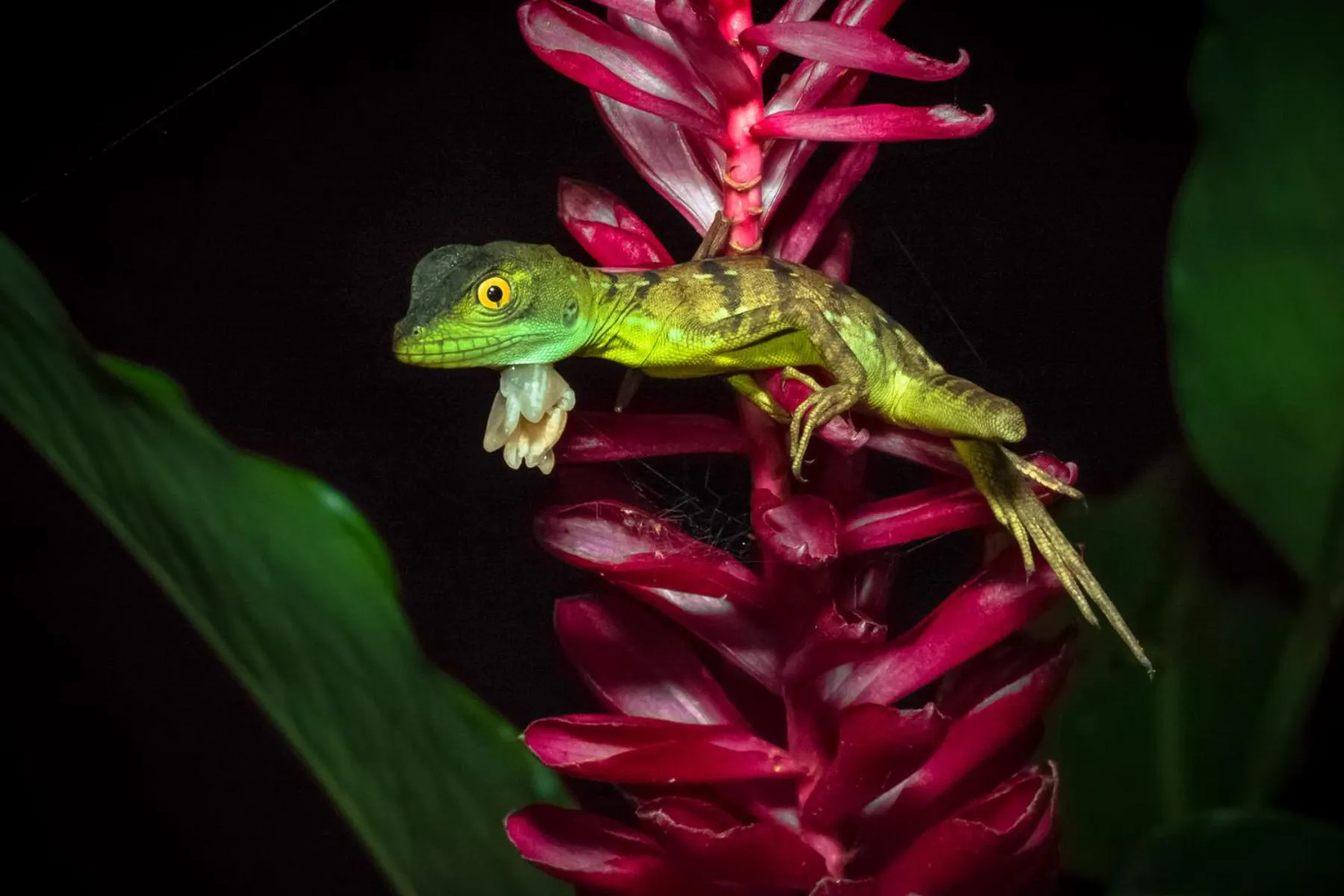 Natural landscape in Lirio Lodge