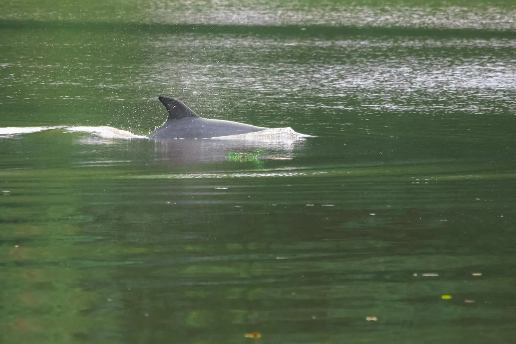 Natural landscape in Lirio Lodge