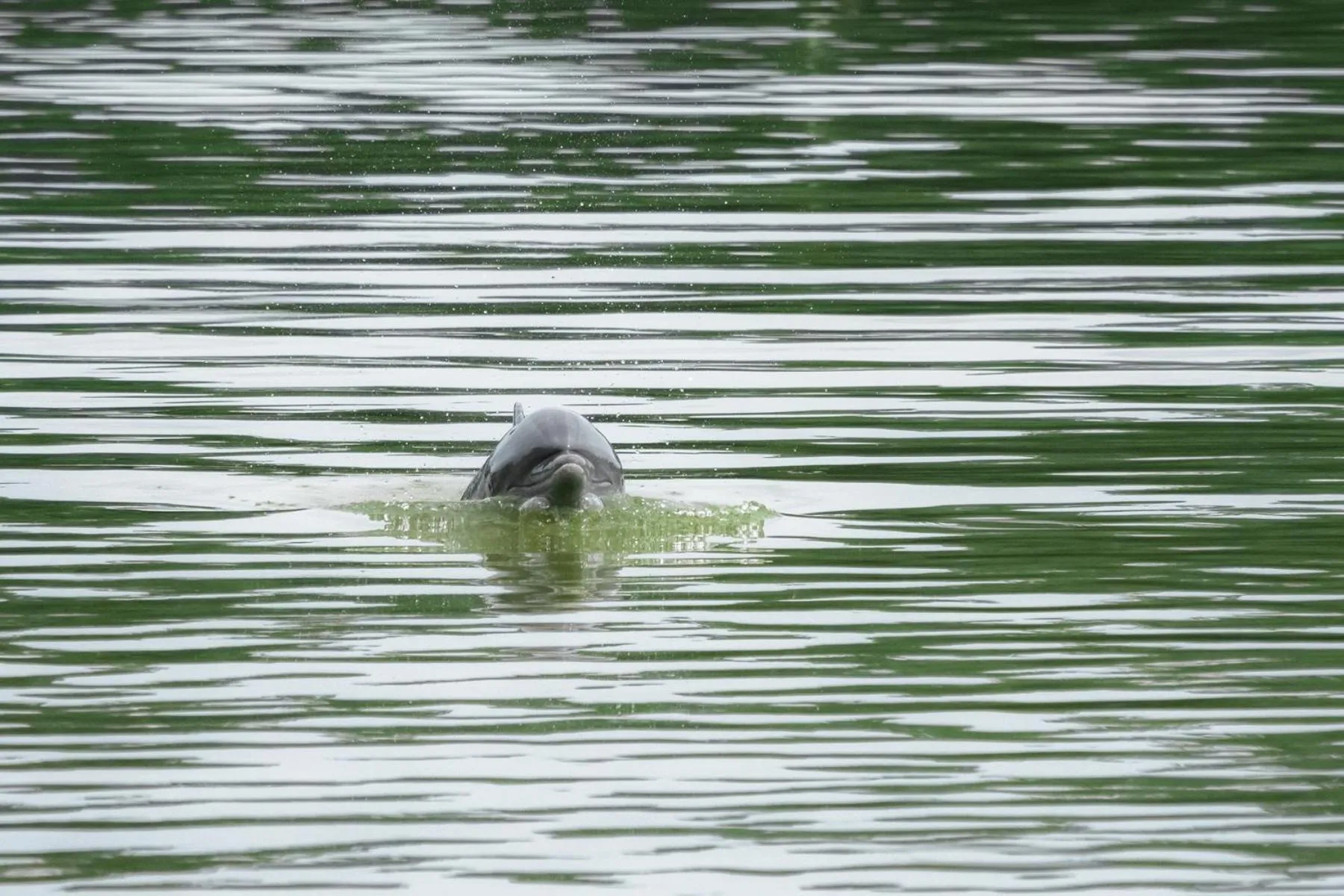 Natural landscape in Lirio Lodge