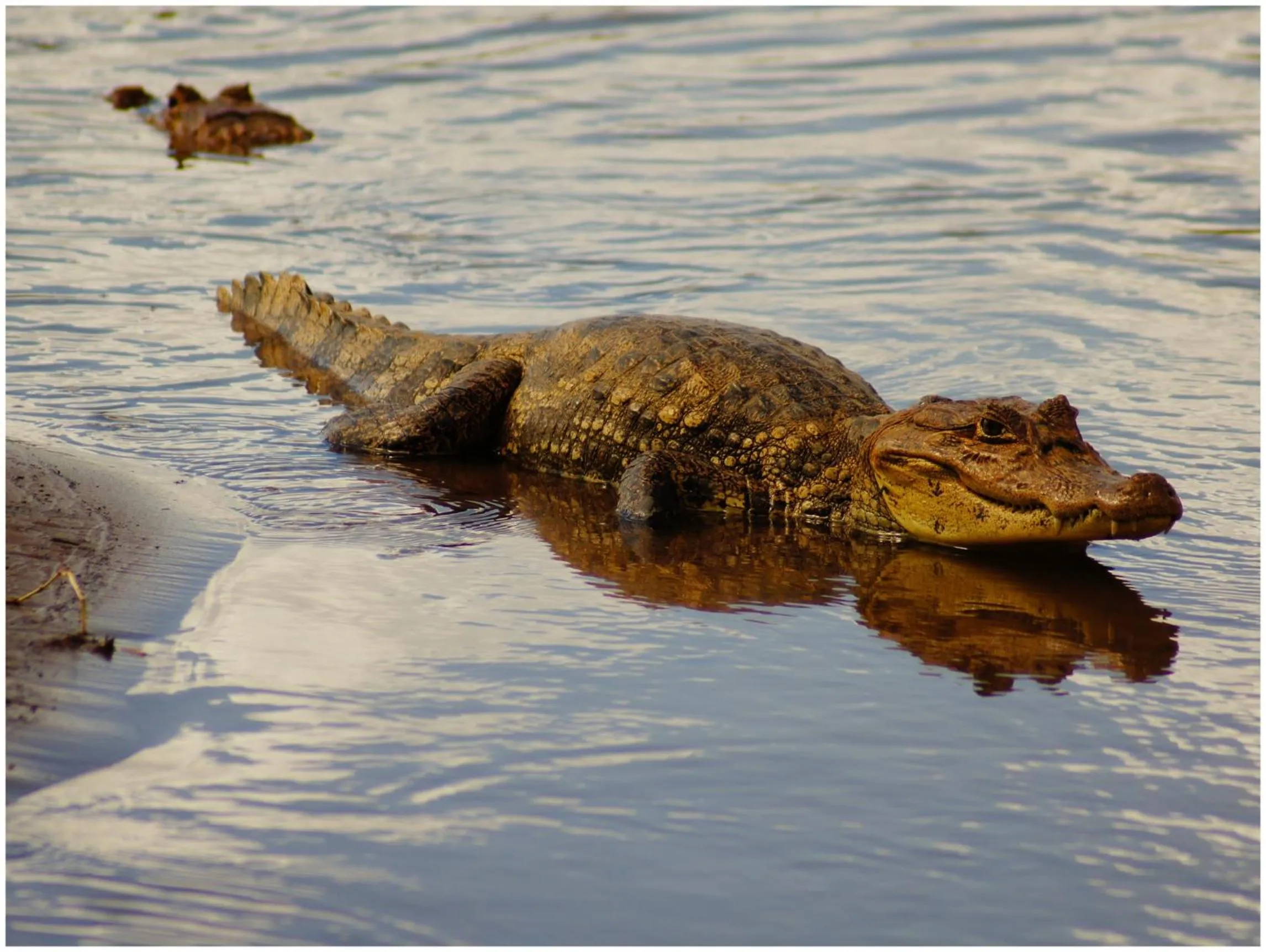 Natural landscape in Lirio Lodge