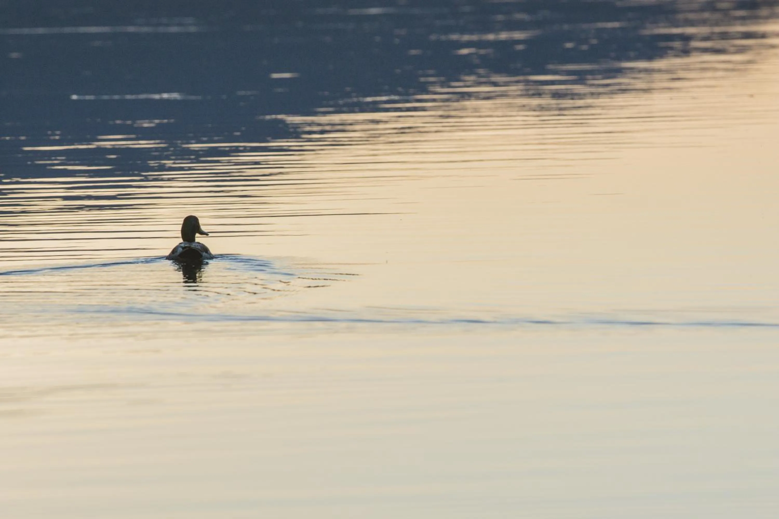 Animals in Embers Lodge & Cabins