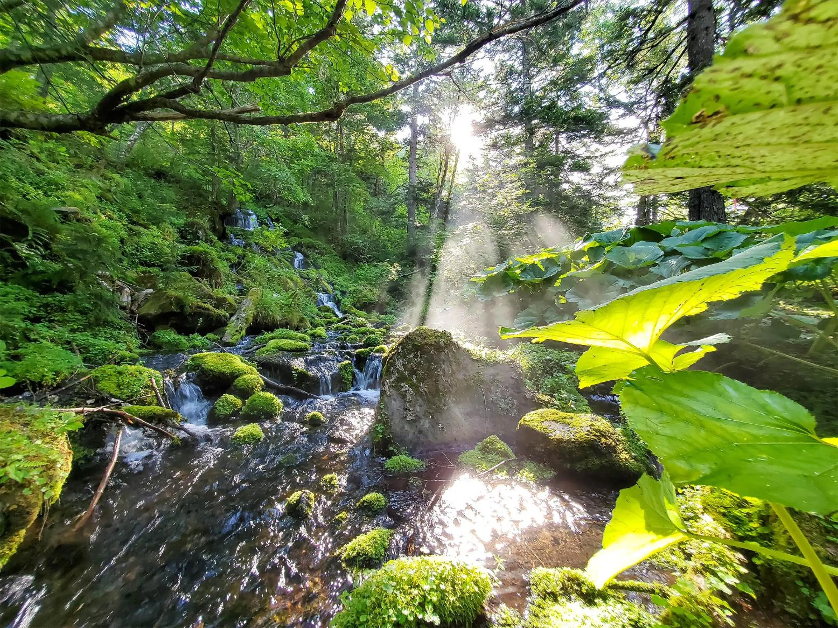 Off site in Pension Gooseberry