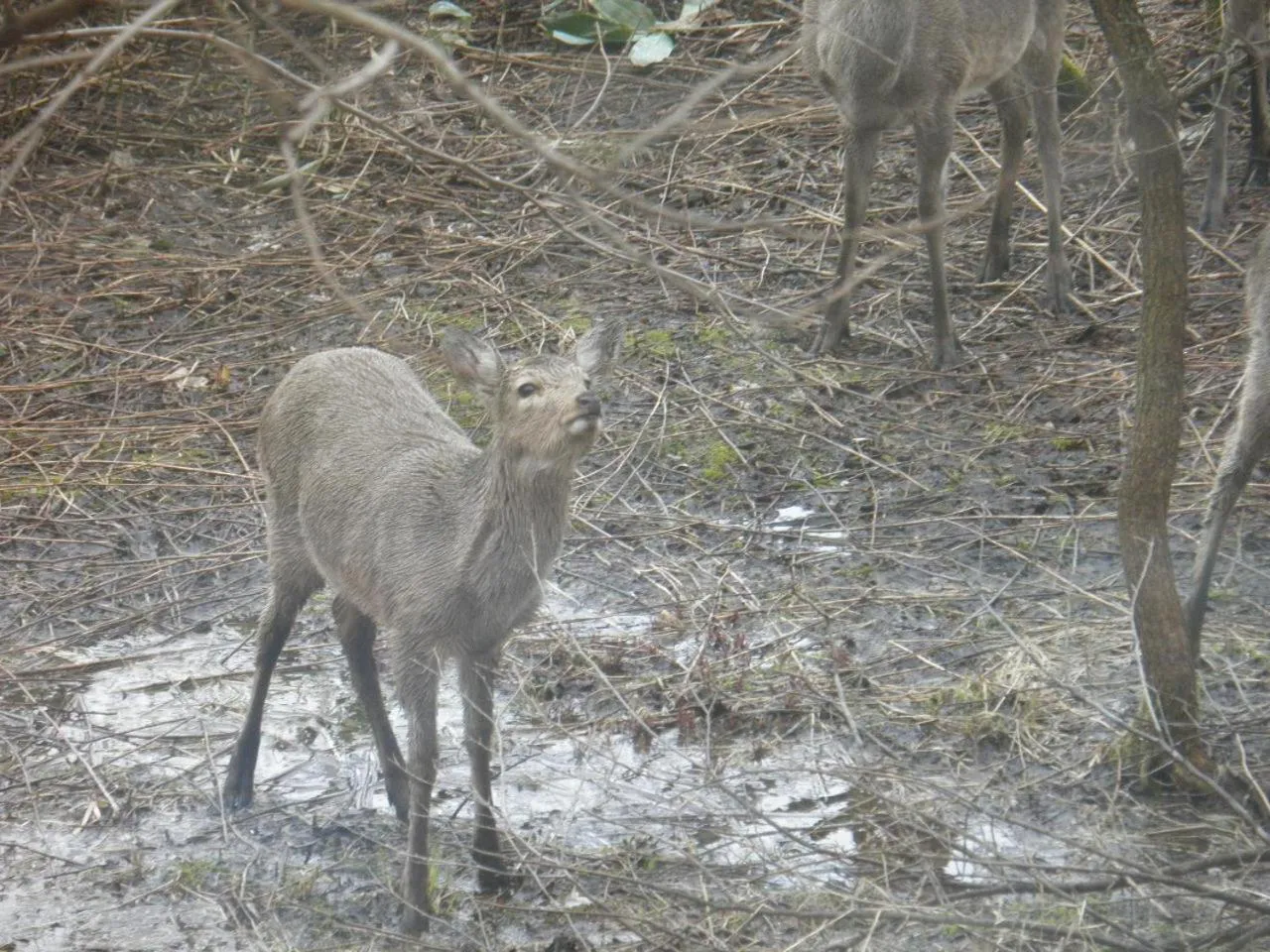 Other in Pension Gooseberry