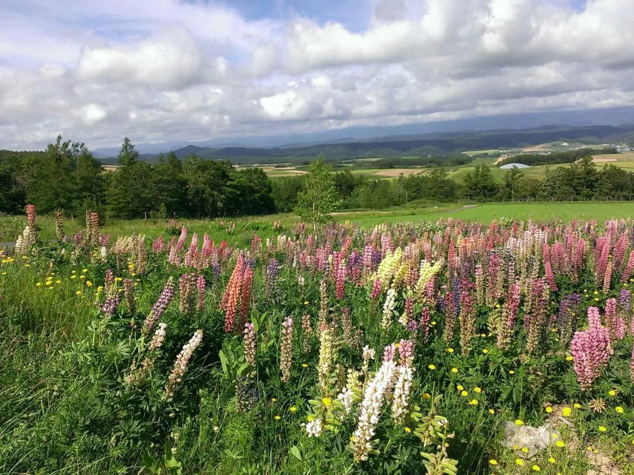 Other in Pension Gooseberry