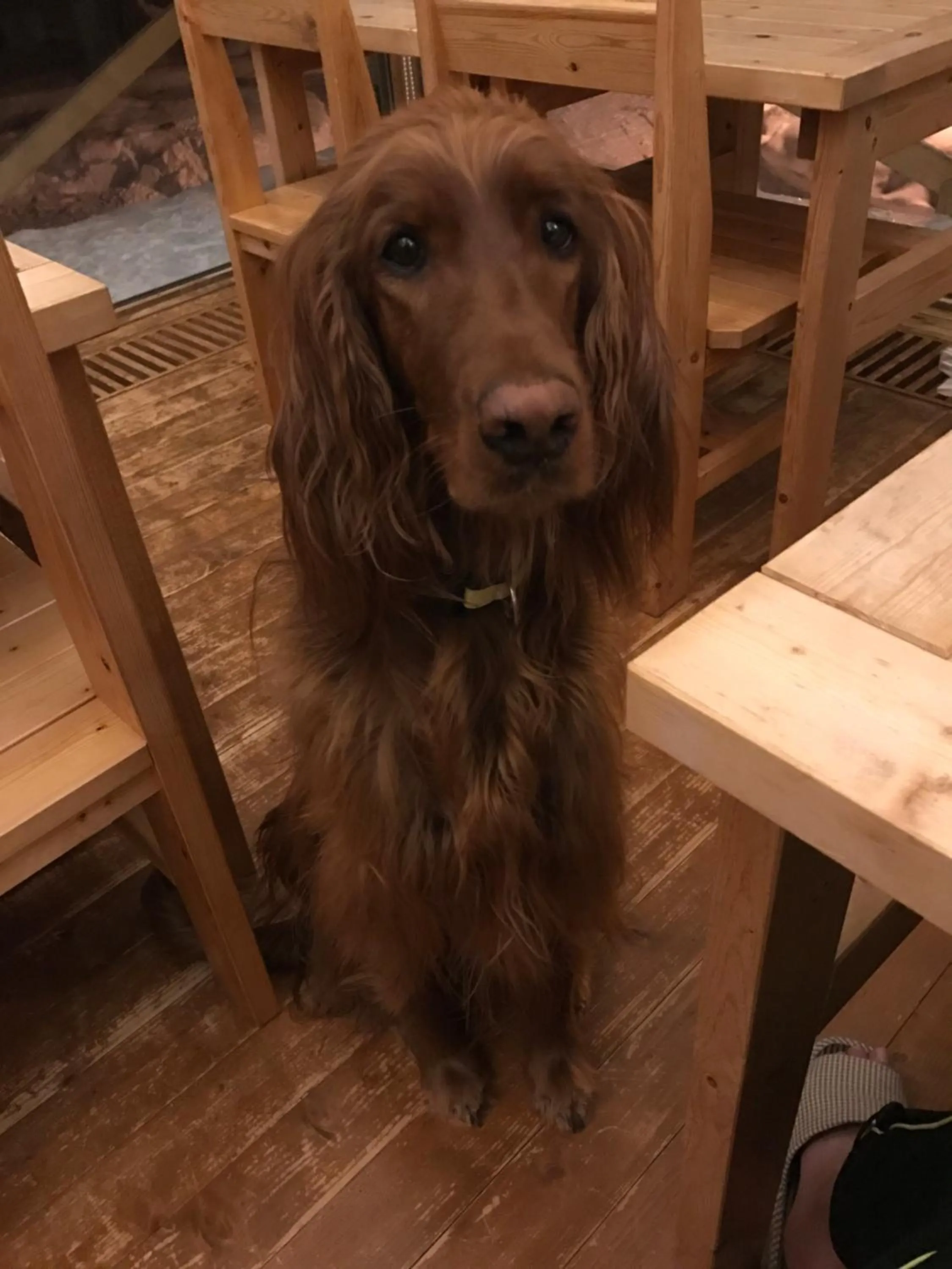 Staff in Pension Gooseberry