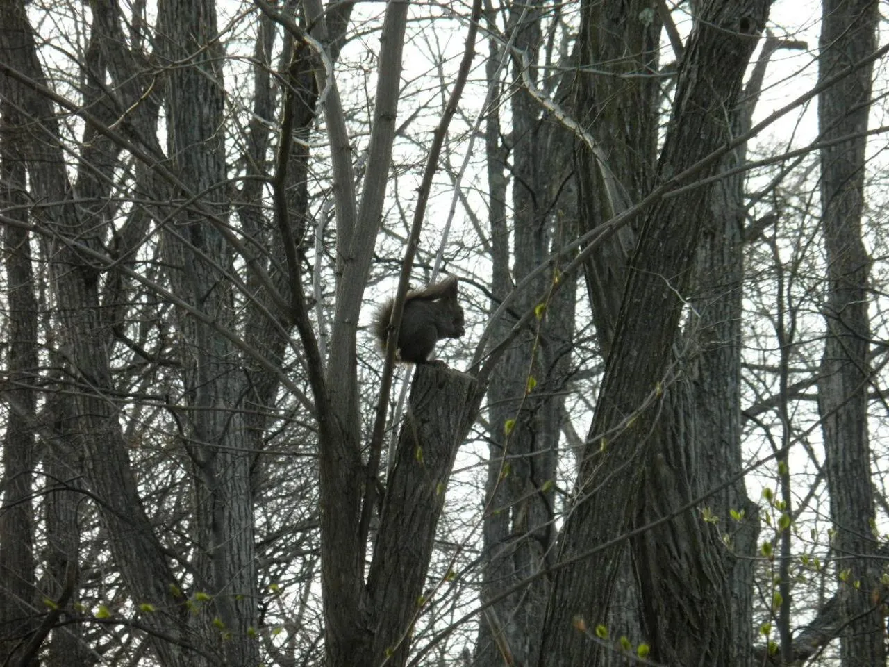 Other in Pension Gooseberry
