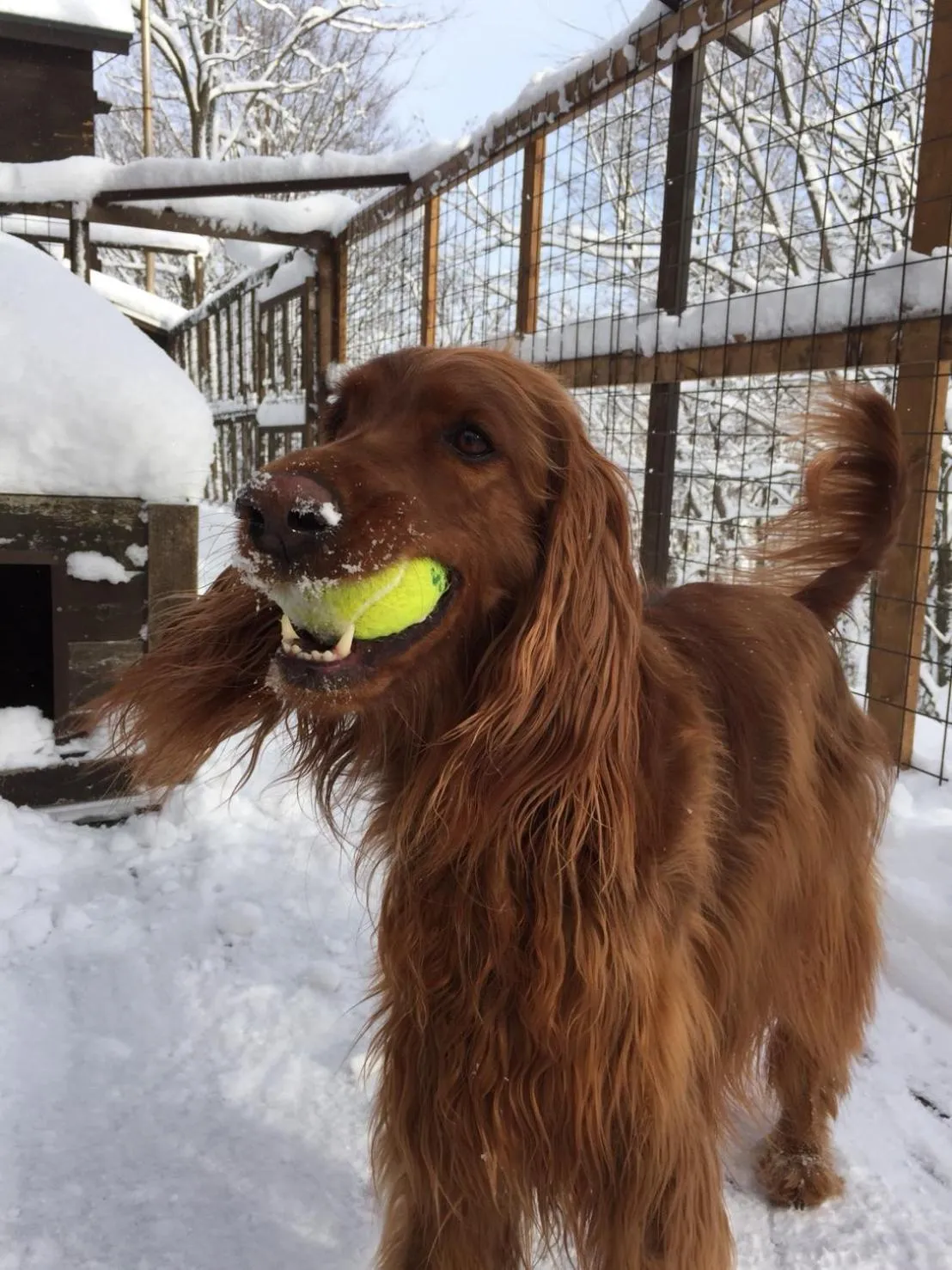 Staff in Pension Gooseberry