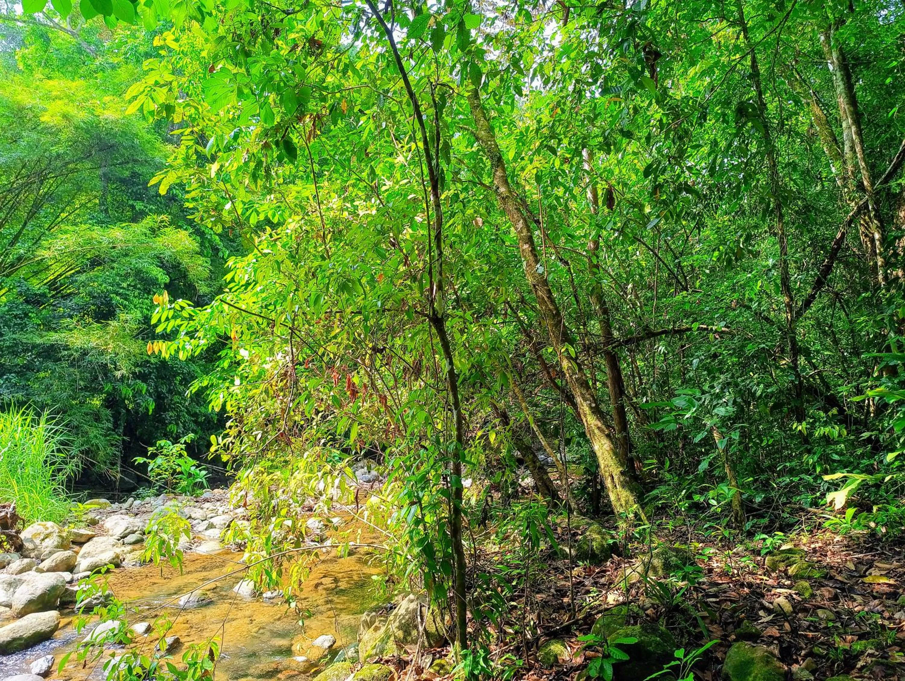 Garden in Thoas Lodge