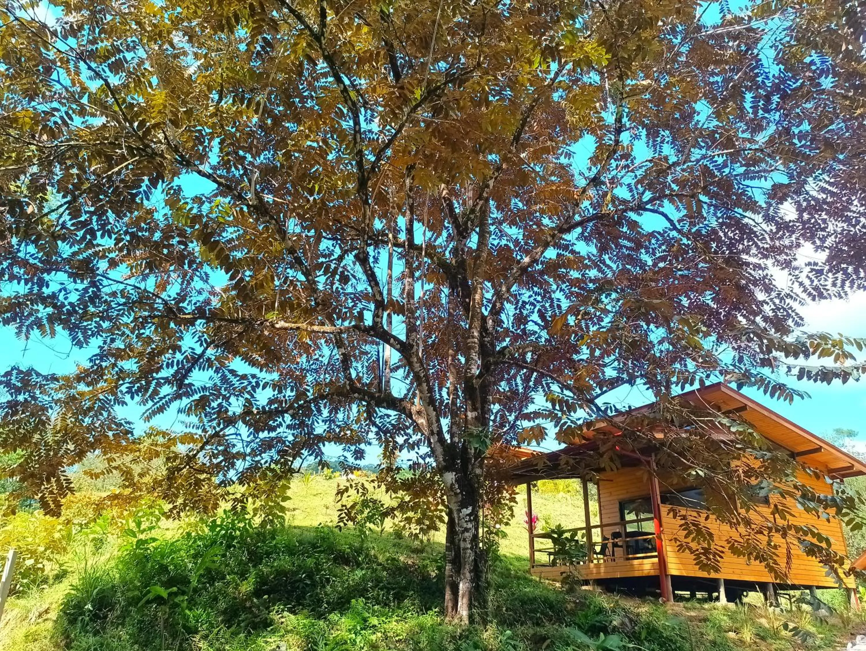 Garden in Thoas Lodge