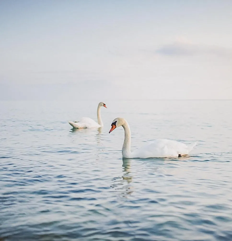 Animals in Hotel Nuova Barcaccia