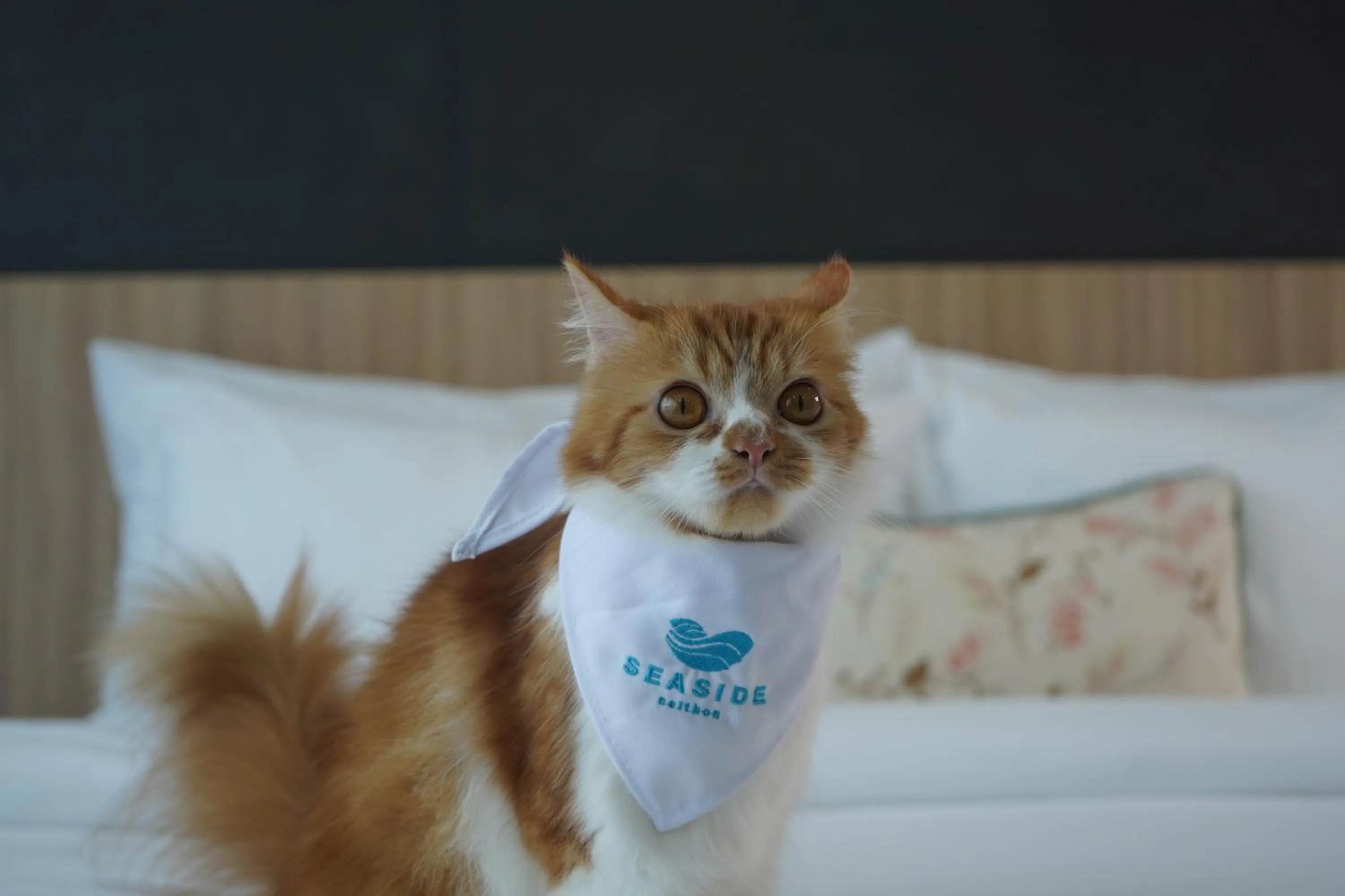 pet friendly in Seaside Naithon Phuket - Newly Opened