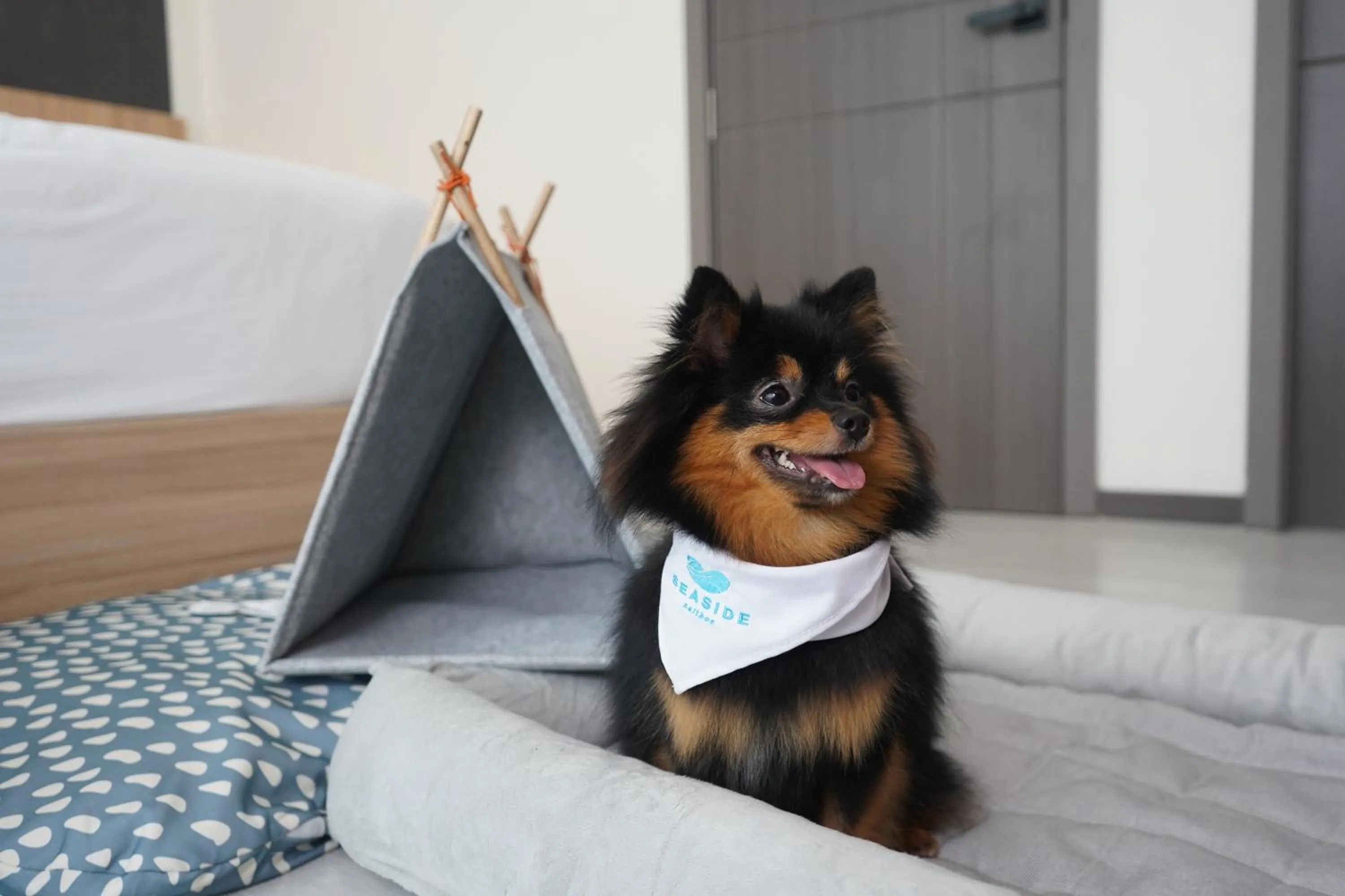 pet friendly in Seaside Naithon Phuket - Newly Opened