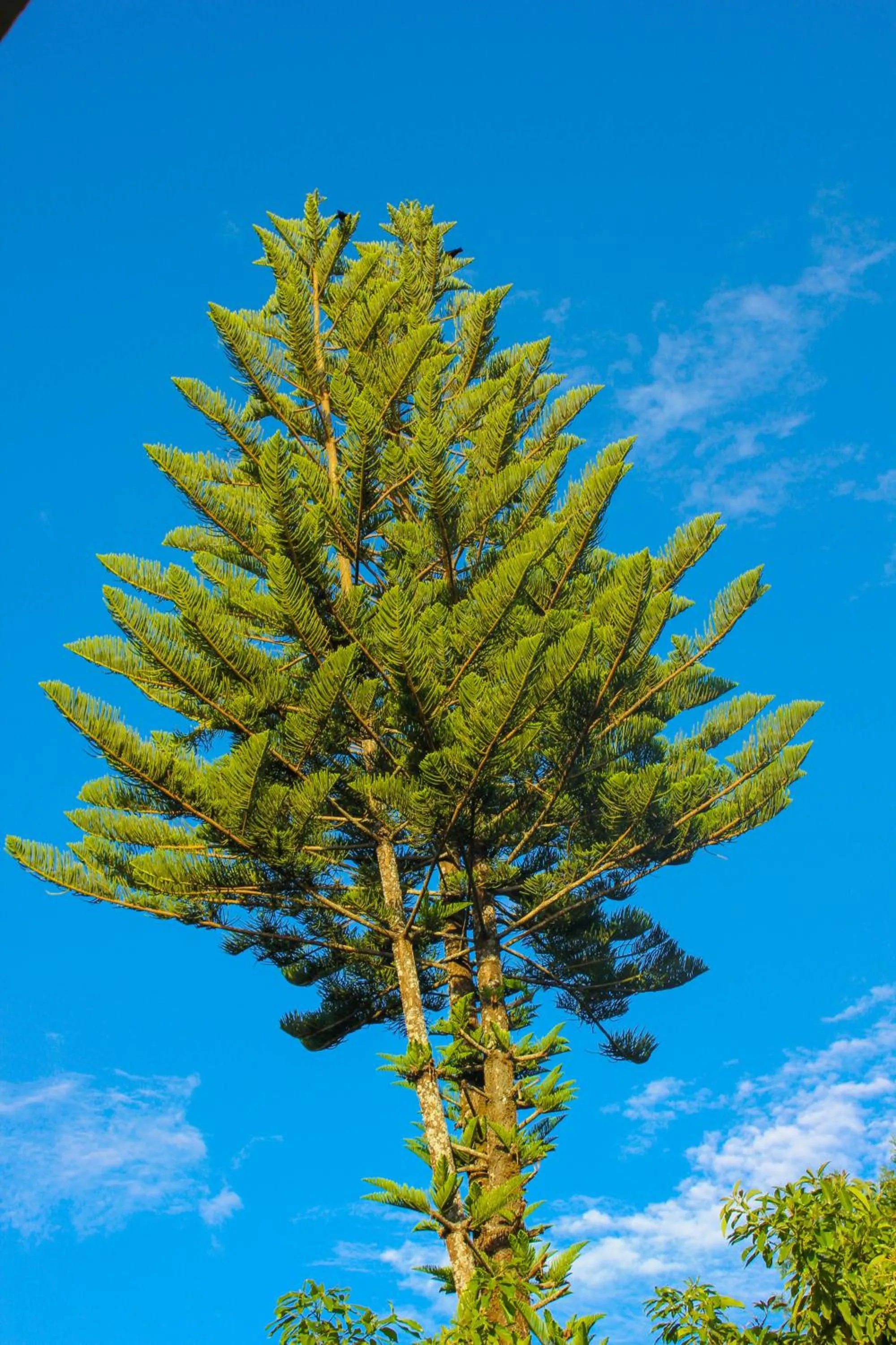 Garden view in Equator Hotel