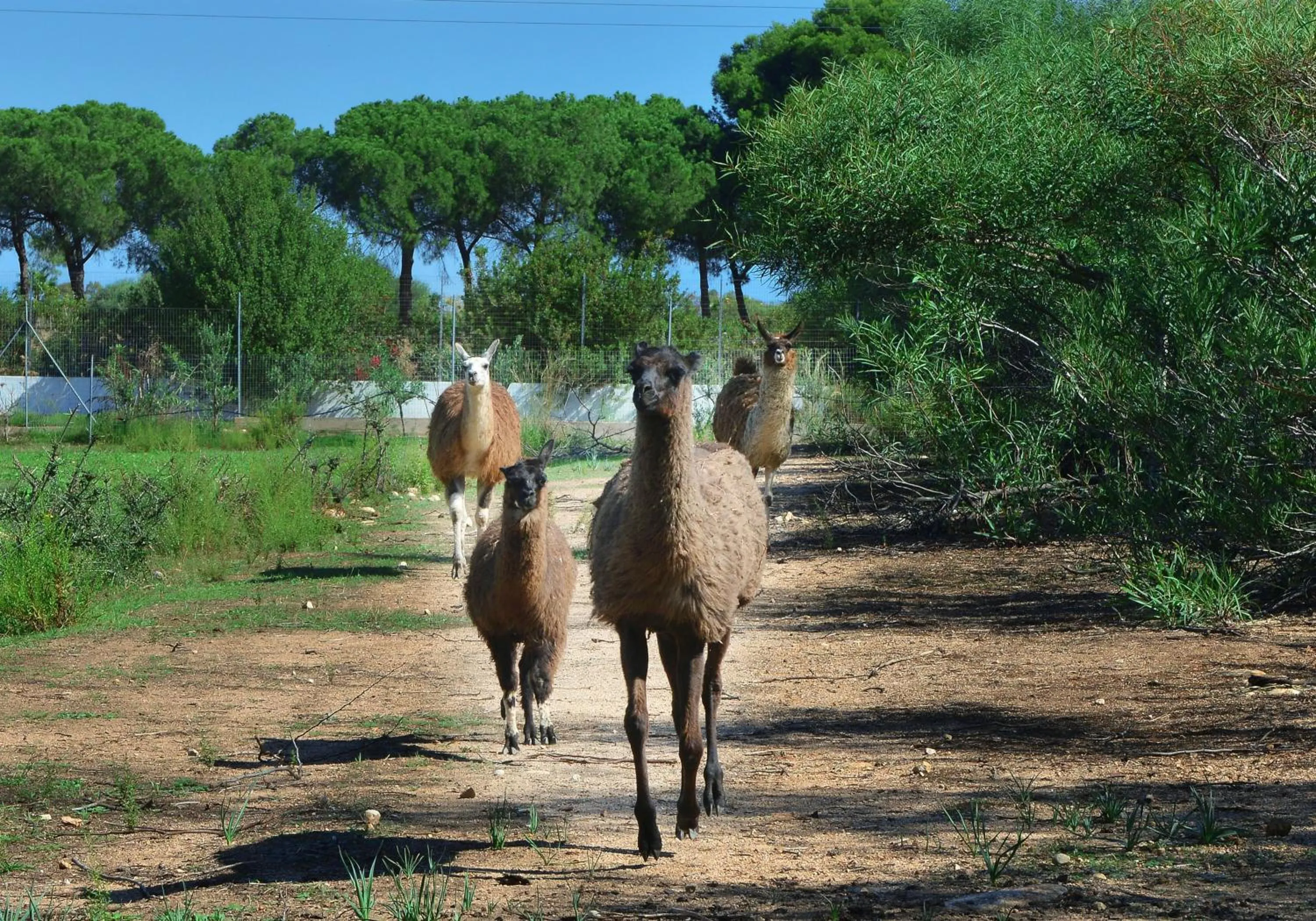 Animals in Hotel Rurale Orti di Nora & SPA