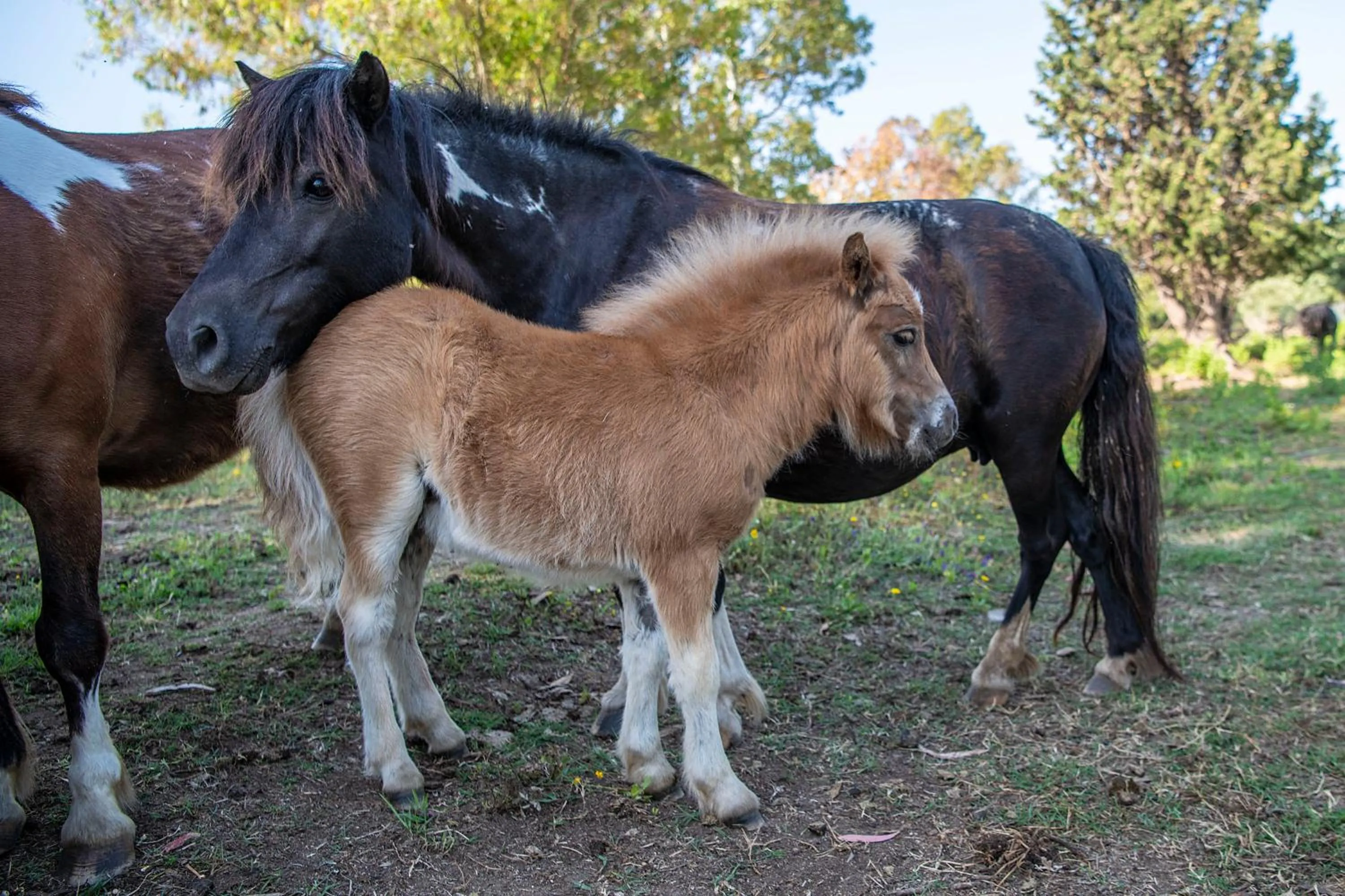 Animals in Hotel Rurale Orti di Nora & SPA