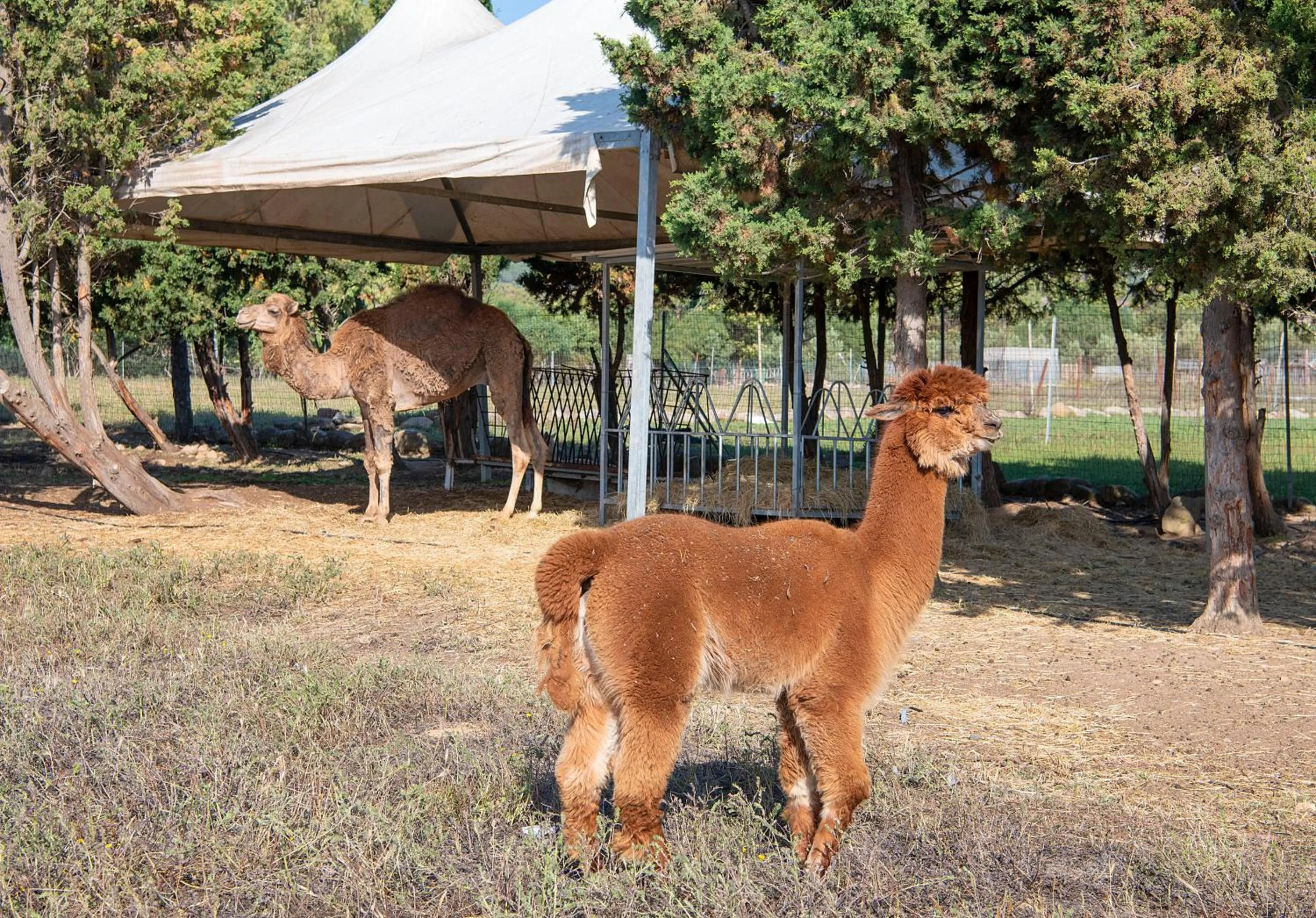 Animals in Hotel Rurale Orti di Nora & SPA