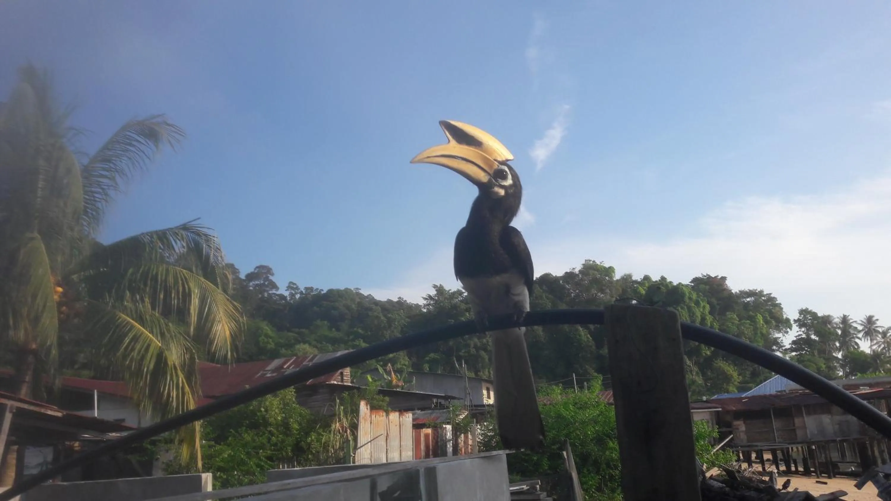 Garden in Pangkor Fish House
