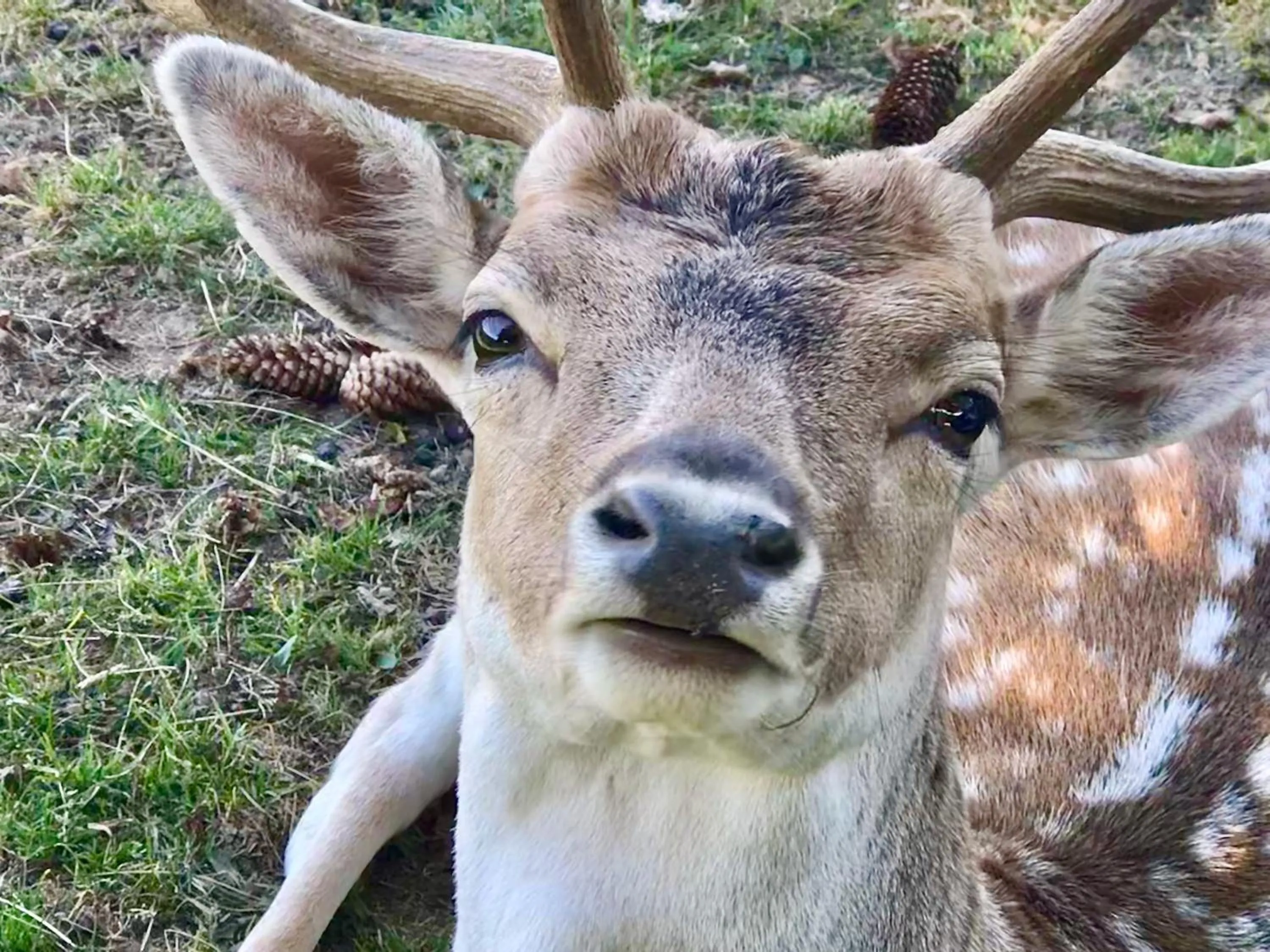 Other in Genusshotel Hirschen - Erholung im Grünen (Südschwarzwald)