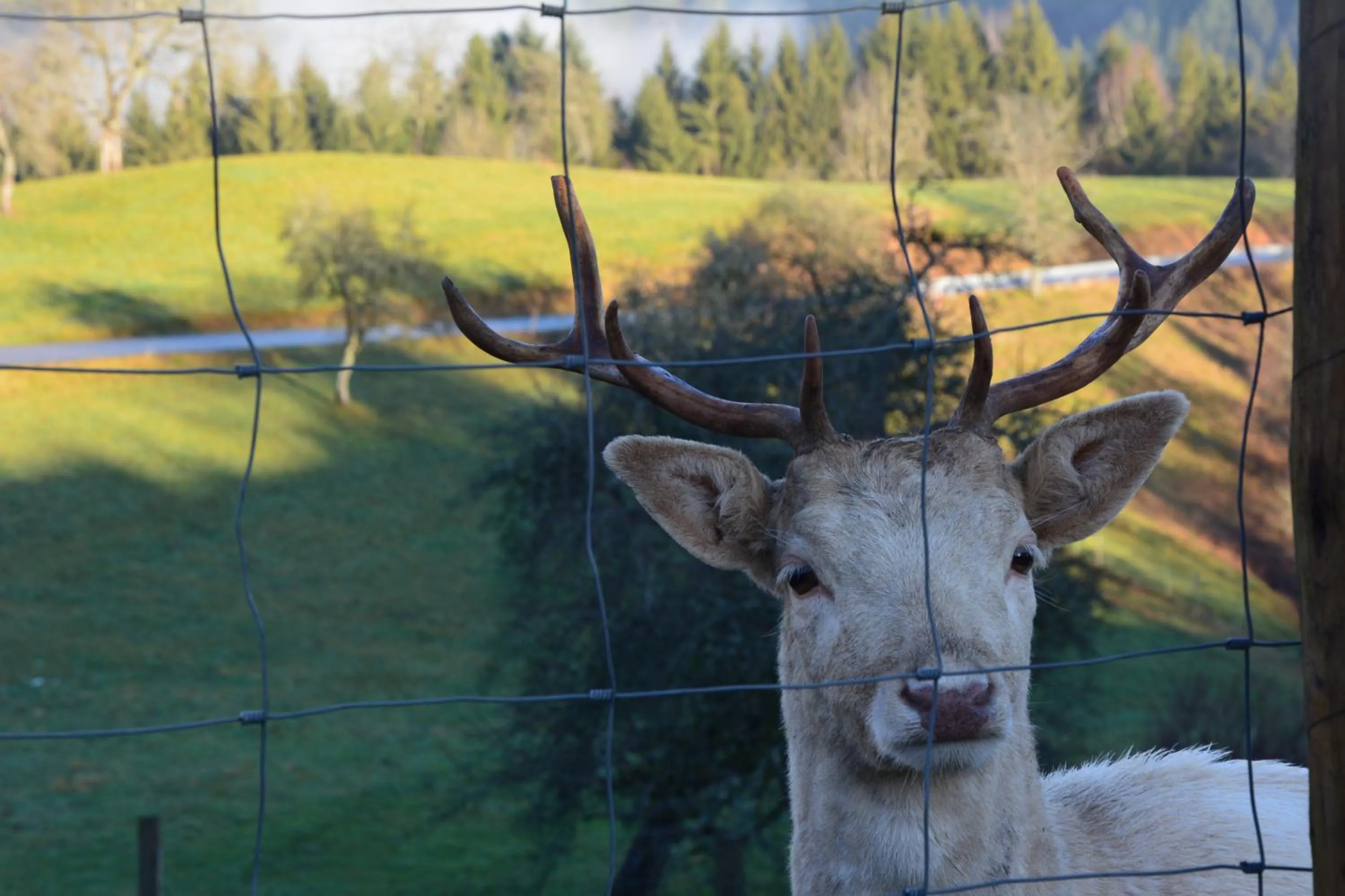 Animals in Genusshotel Hirschen - Erholung im Grünen (Südschwarzwald)