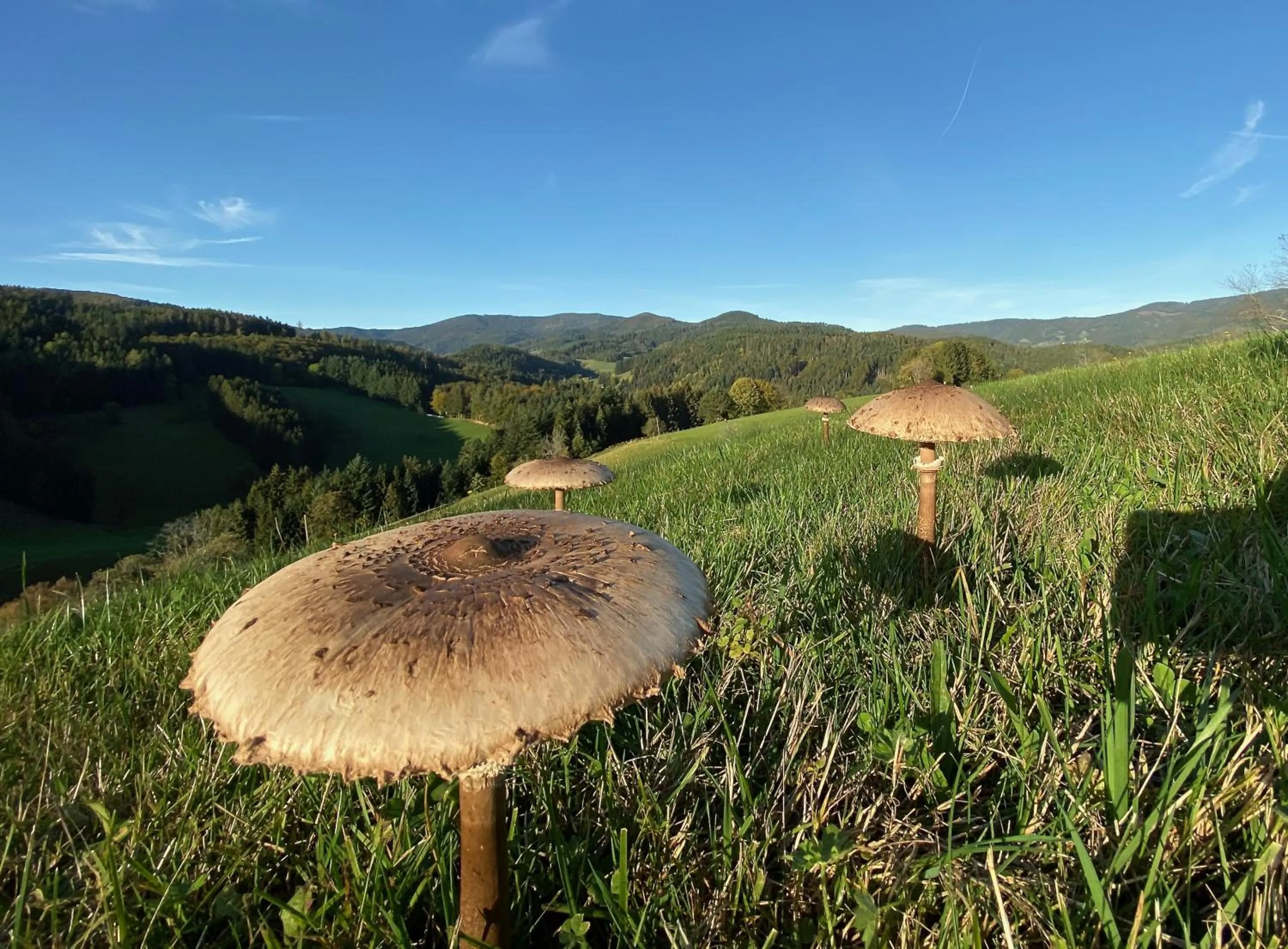 Natural landscape in Genusshotel Hirschen - Erholung im Grünen (Südschwarzwald)