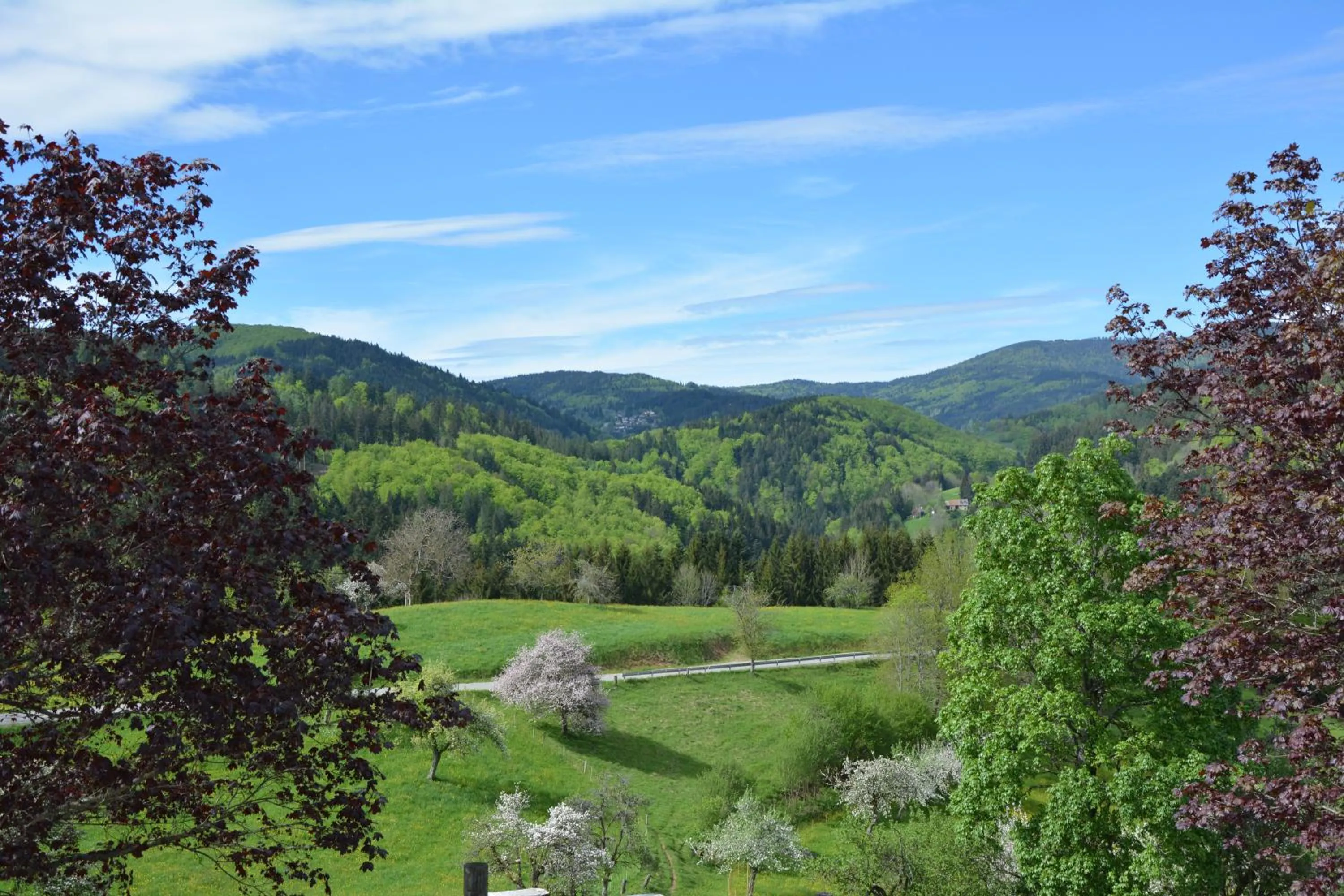 Natural landscape in Genusshotel Hirschen - Erholung im Grünen (Südschwarzwald)