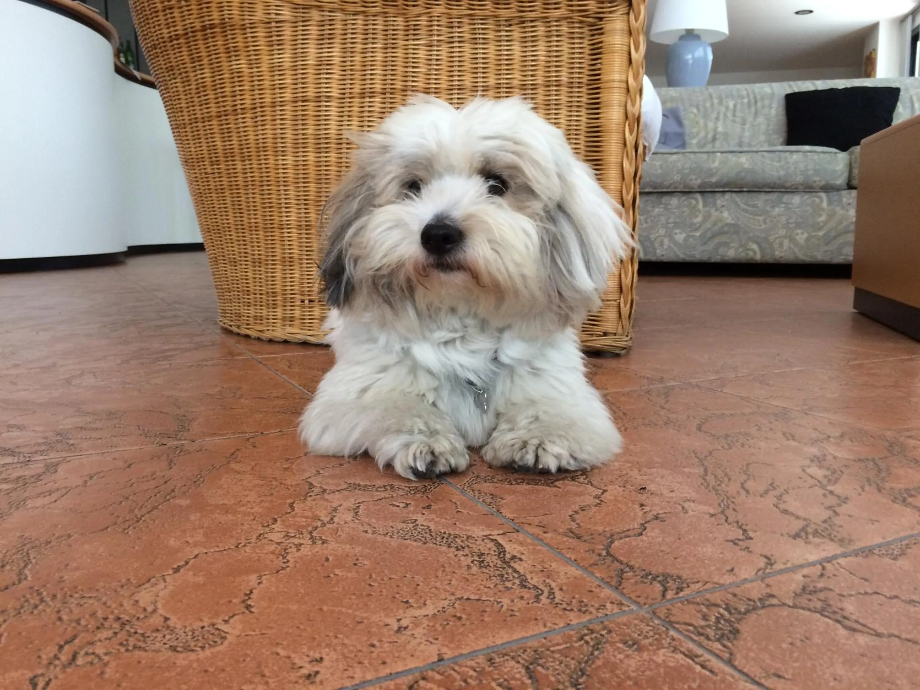 Pets in B&B Moresco