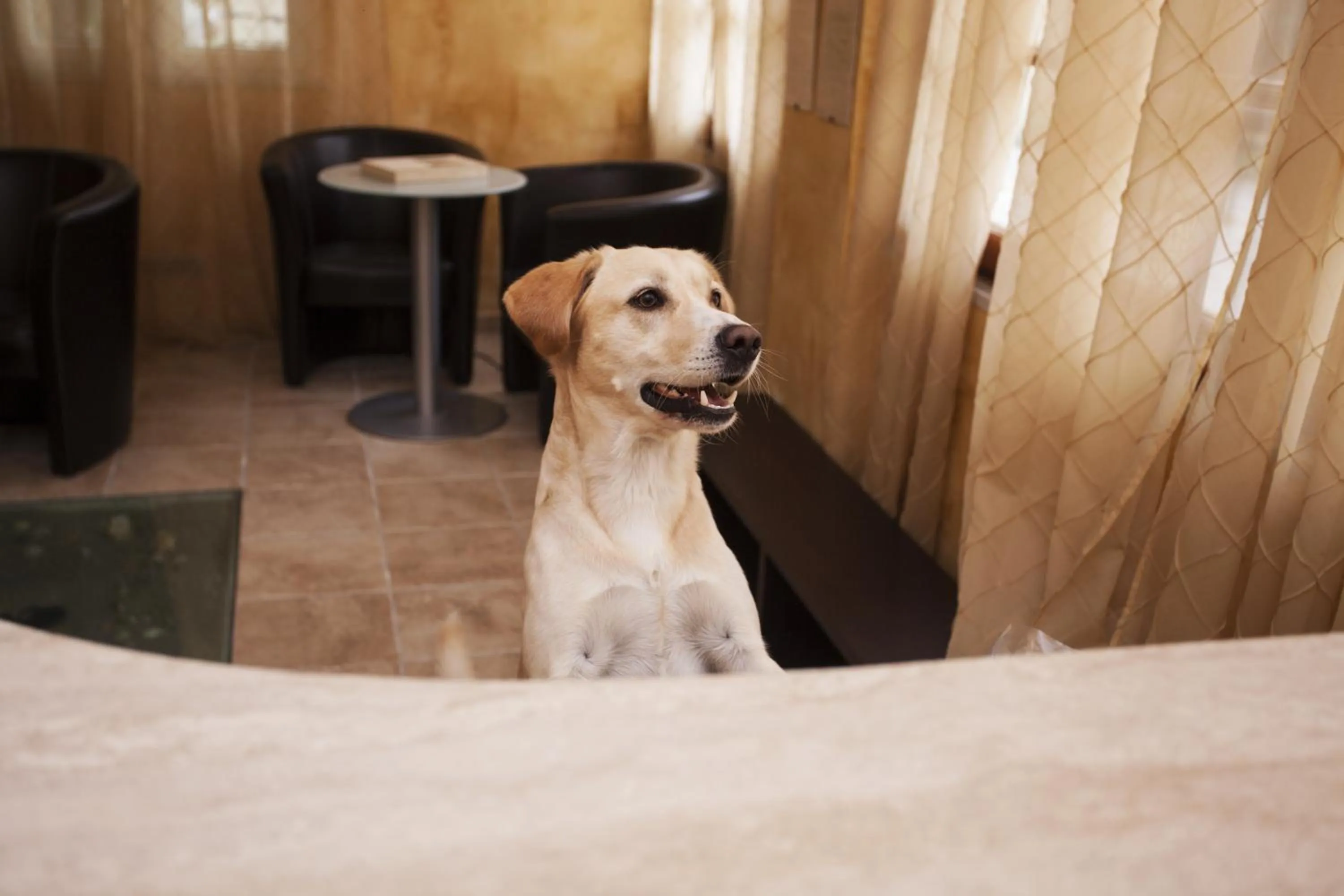 Lobby or reception in Residence Conchiglia Aparthotel