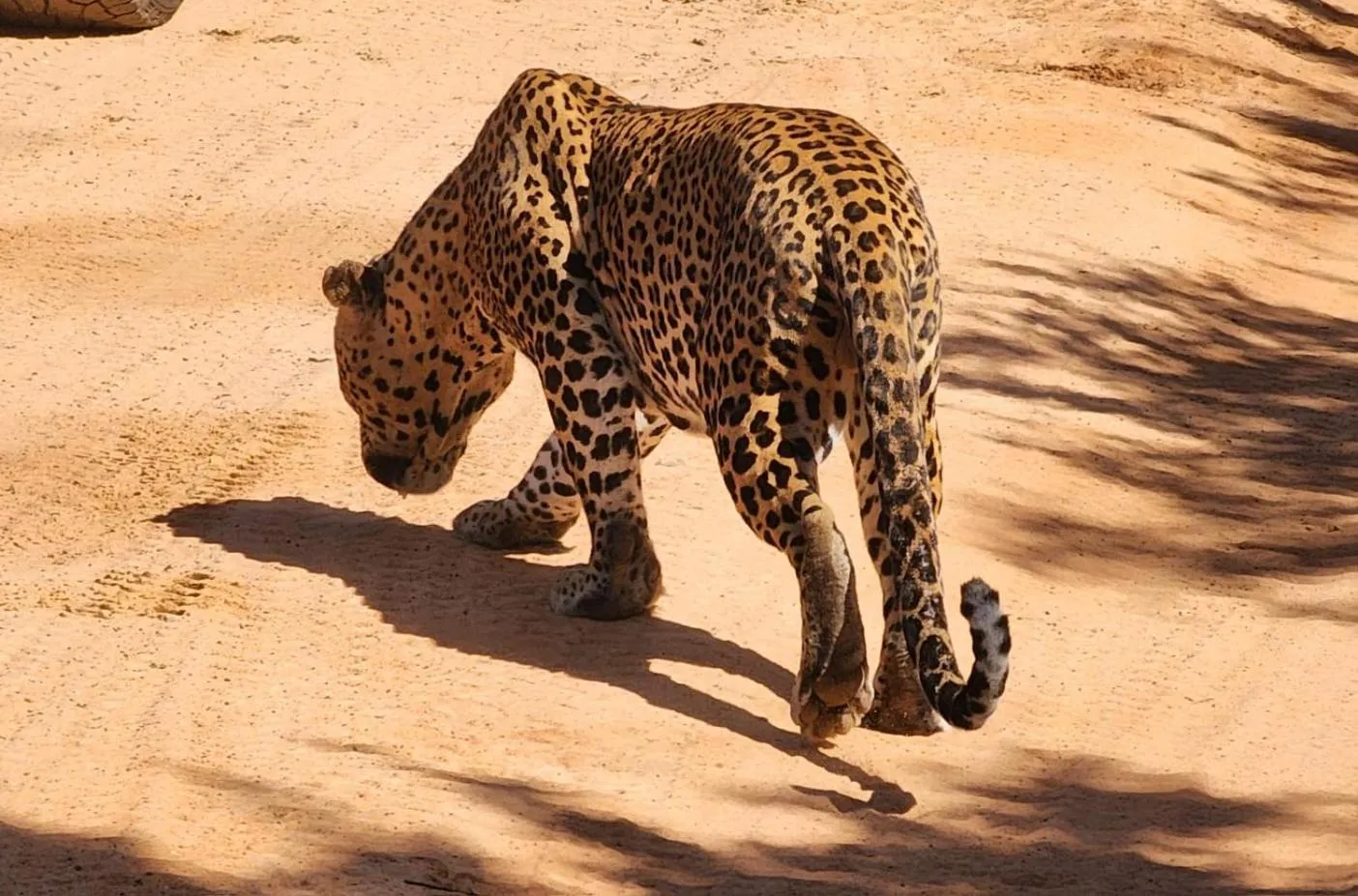 Animals in La Safari Inn Tissamaharama